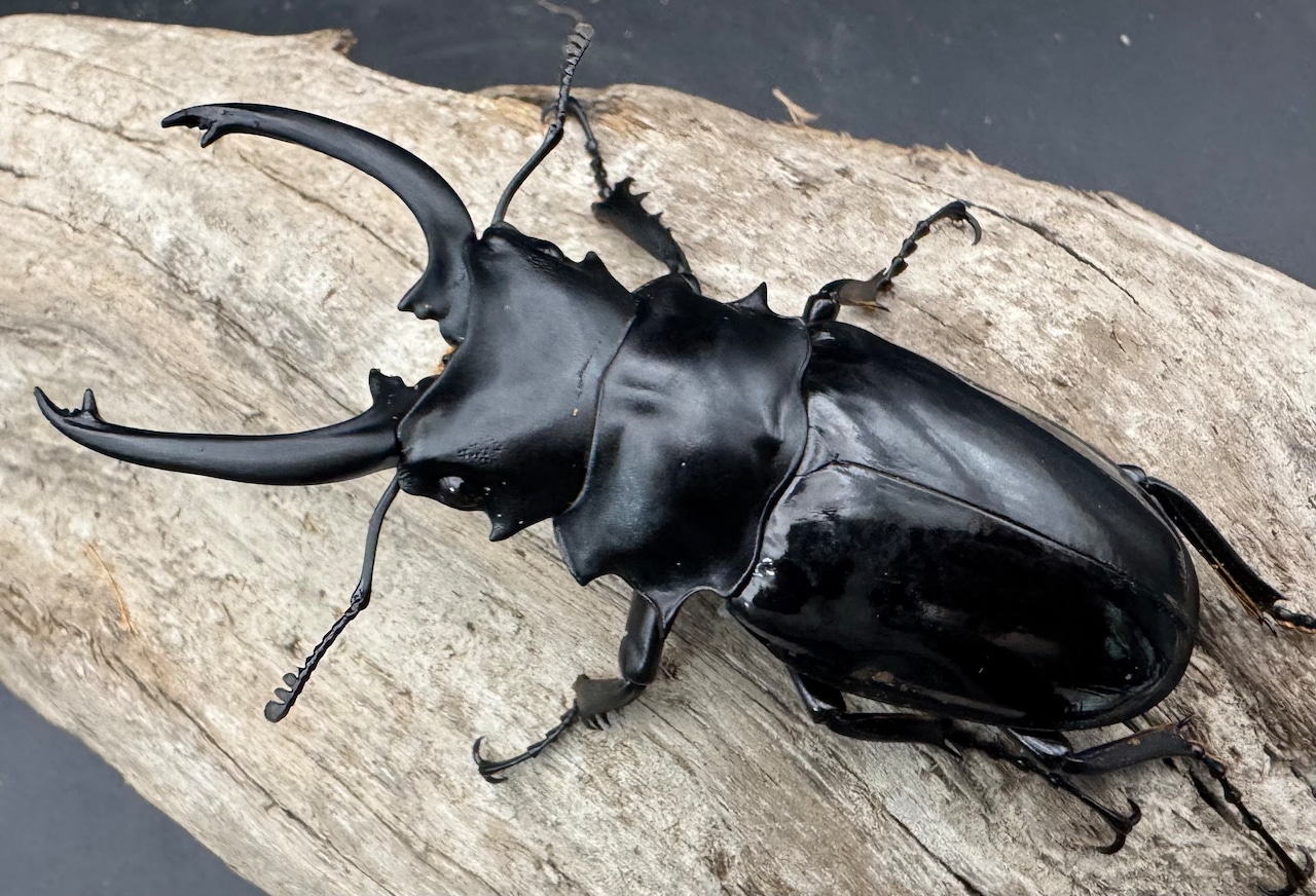 【WD】《ダールマンツヤクワガタ亜種celebensis 81.5mm ペア》