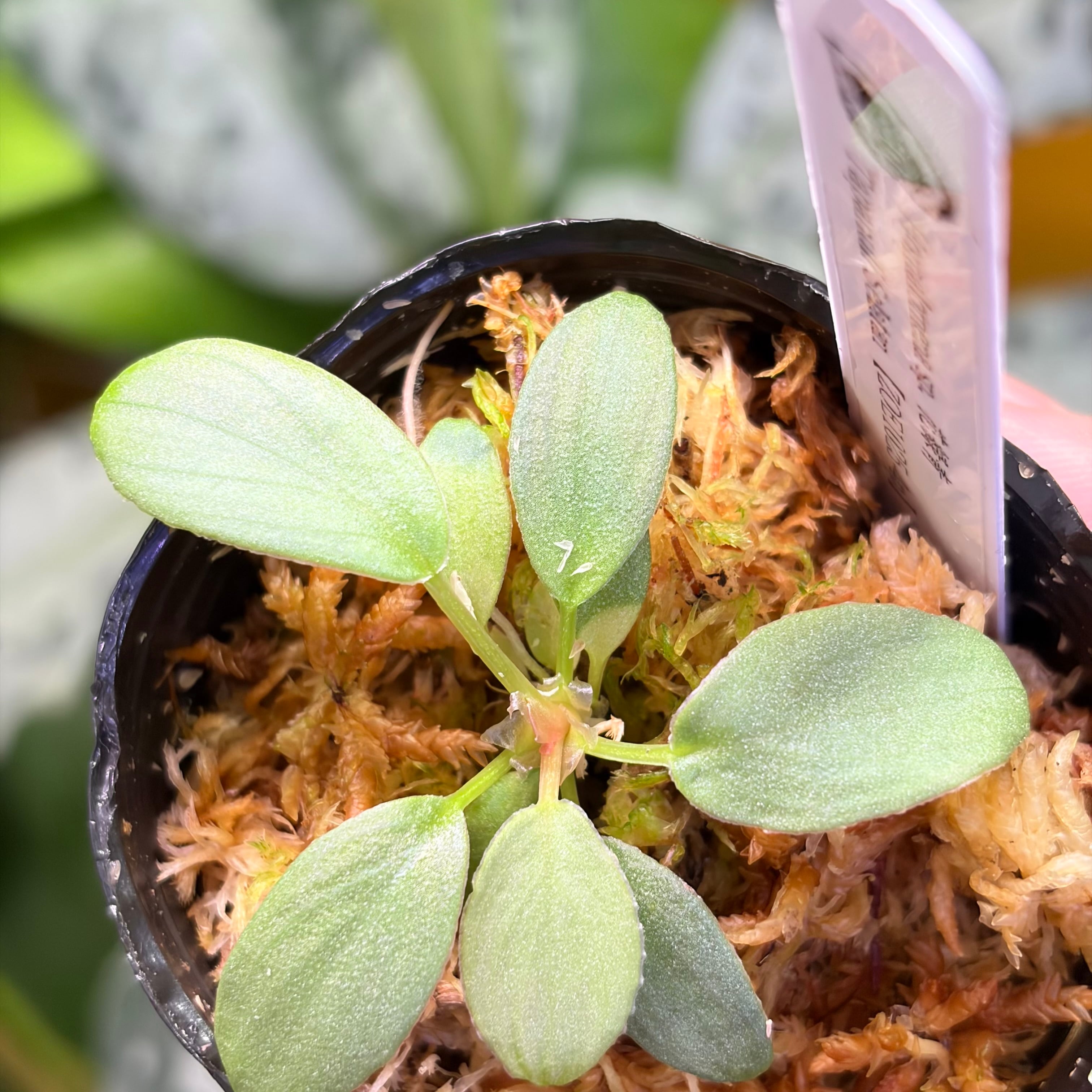 Homalomena sp. 花緑青 Tapanuli Selatan 【ZOE1025-4p】 銀葉個体