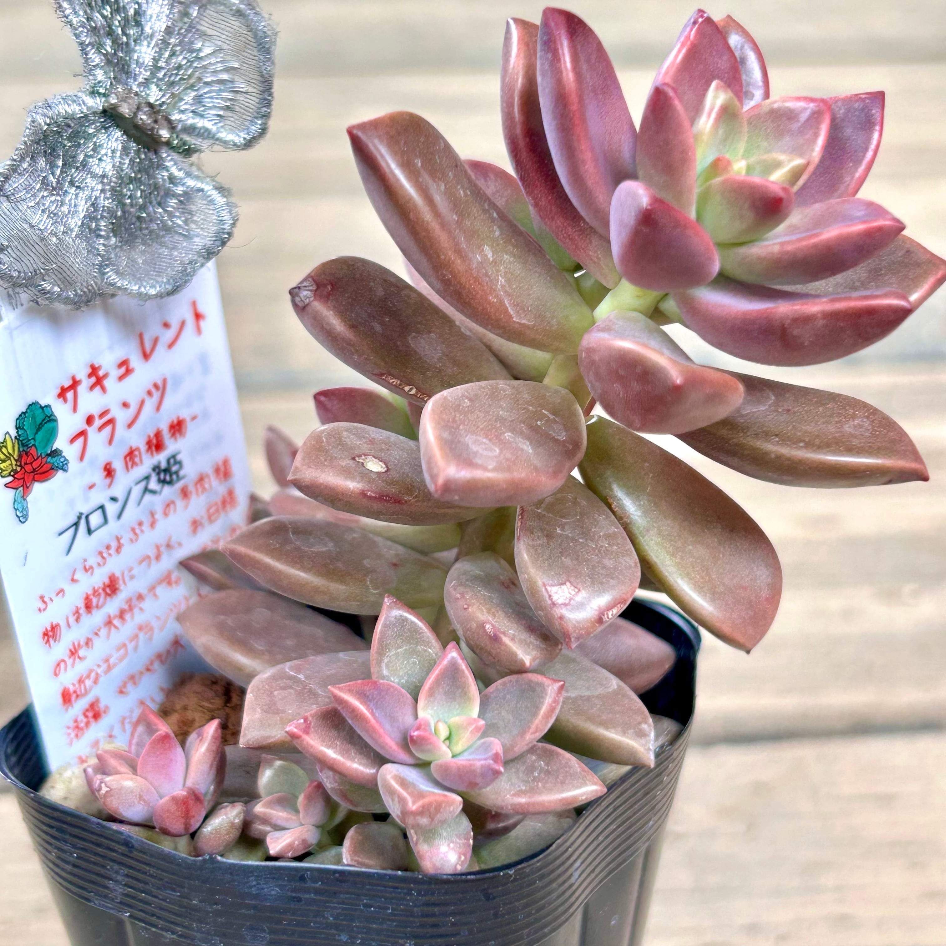 12.【現品 根付き】雷童錦とブロンズ姫6㌢鉢 多肉 12.【現品 根付き】雷童錦とブロンズ姫6㌢鉢 多肉 12.【現品