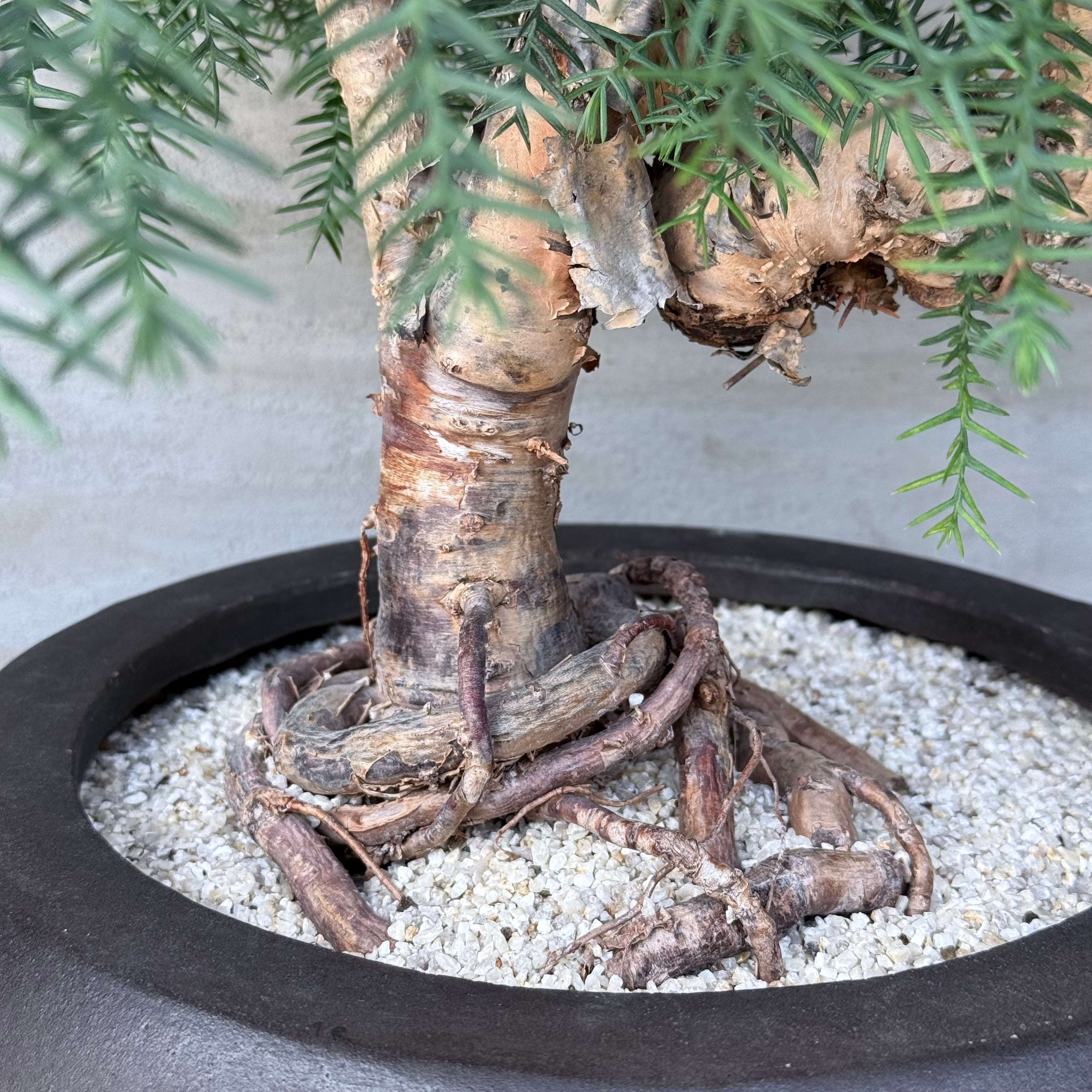 植物 ×鉢】盆栽仕立て ナンヨウスギ Araucaria アローカリア | A-PLANTS
