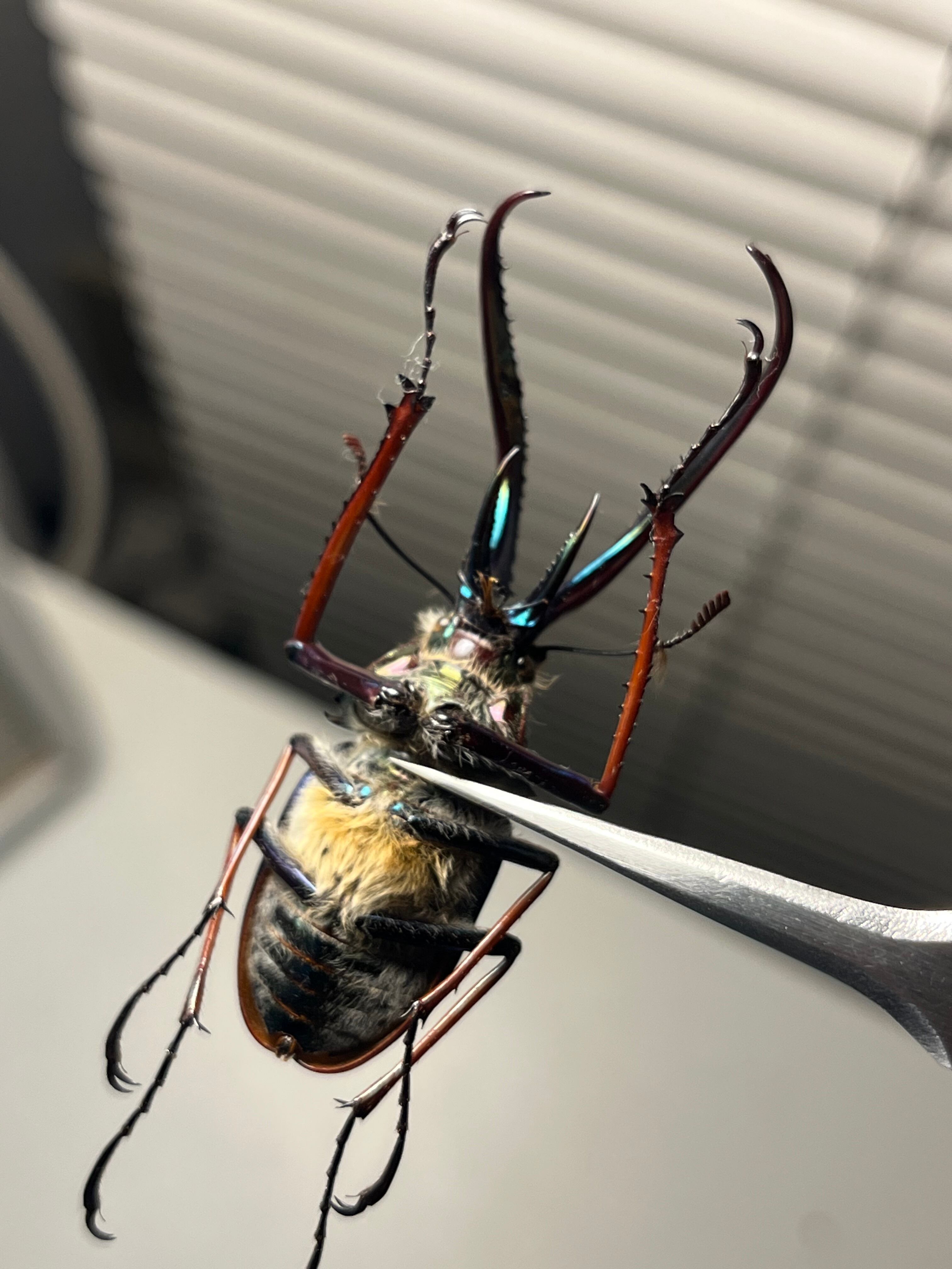 PARATYPE】ホロメタリクスチリクワガタ 56mm シワバネクワガタ