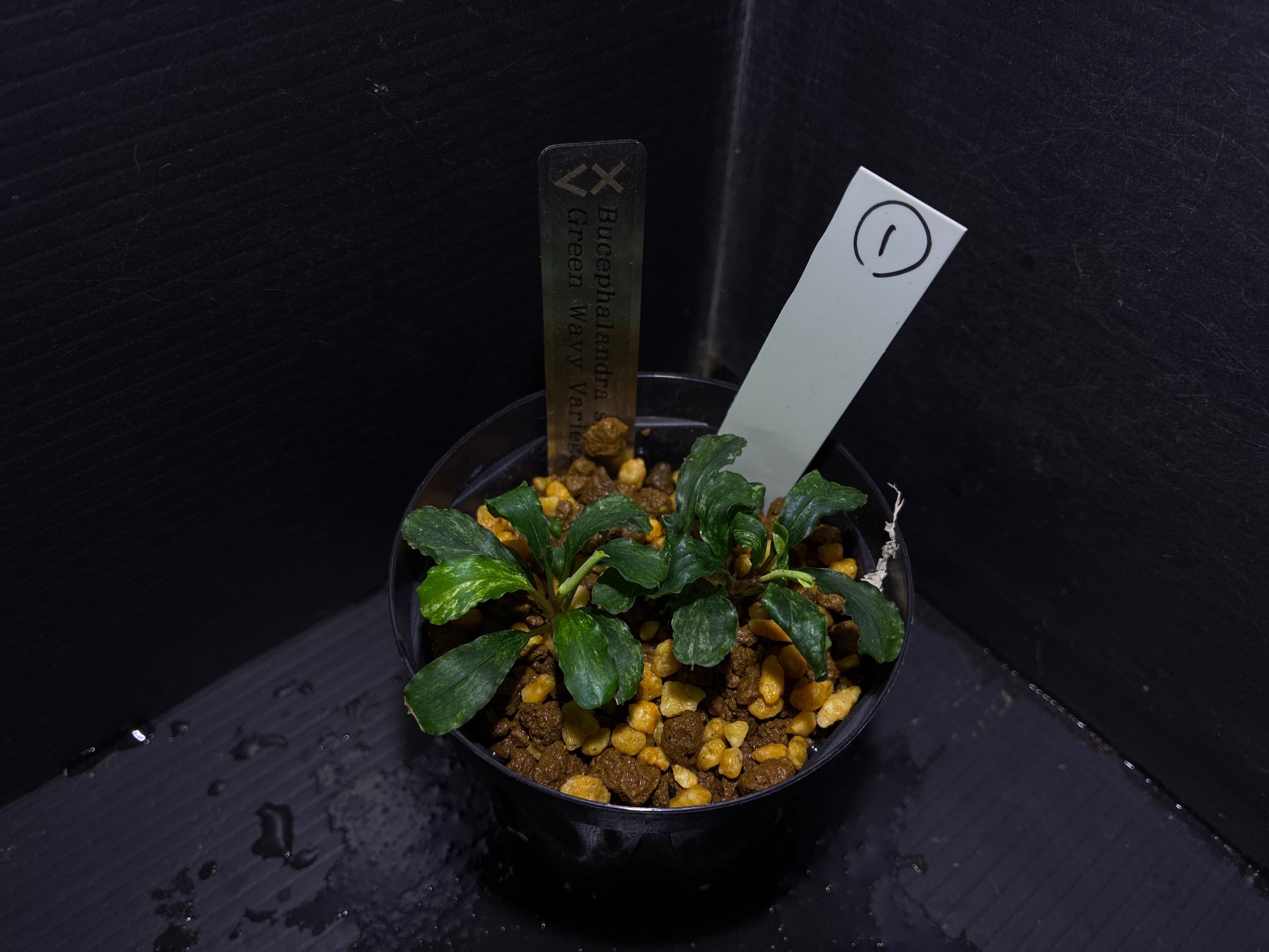 Bucephalandra sp. Murung raya 【LA0515-03】① | AquaFocus