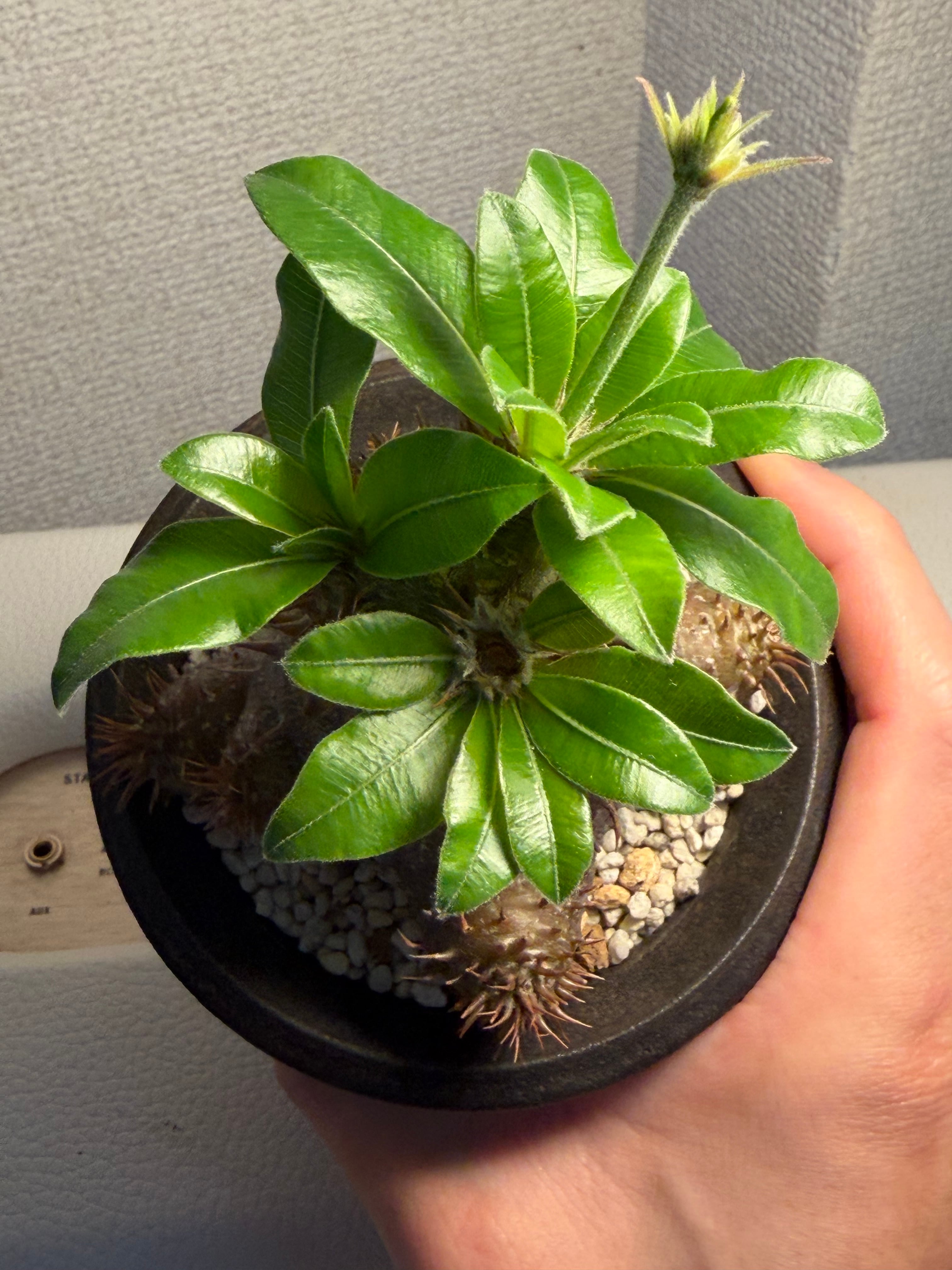 棘が異常に発達した赤肌と白肌の両方を楽しめるパキポディウム グラキリス