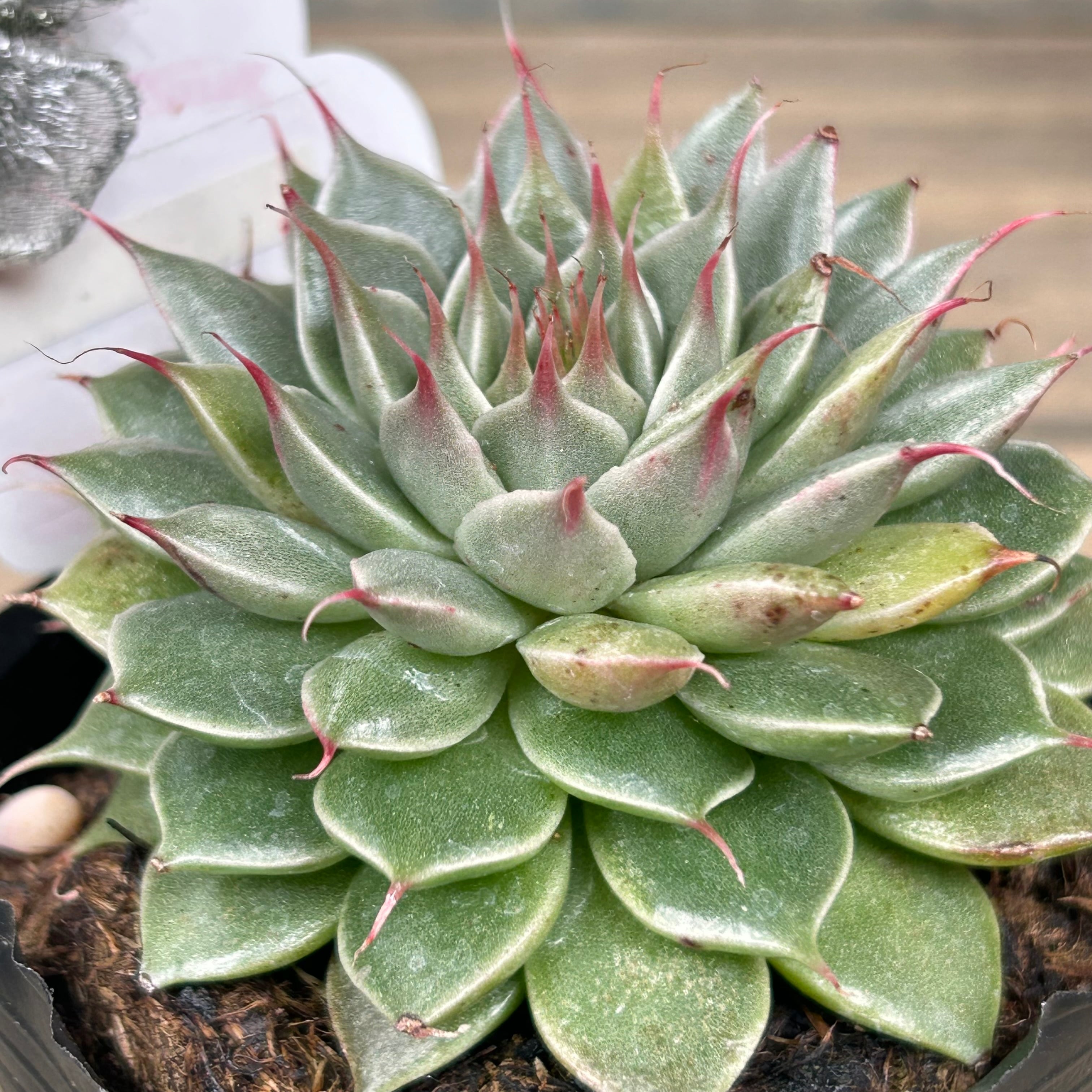 専用。韓国苗　シルバースター　大　抜き苗 シルバースター | RuPo 多肉植物専門店