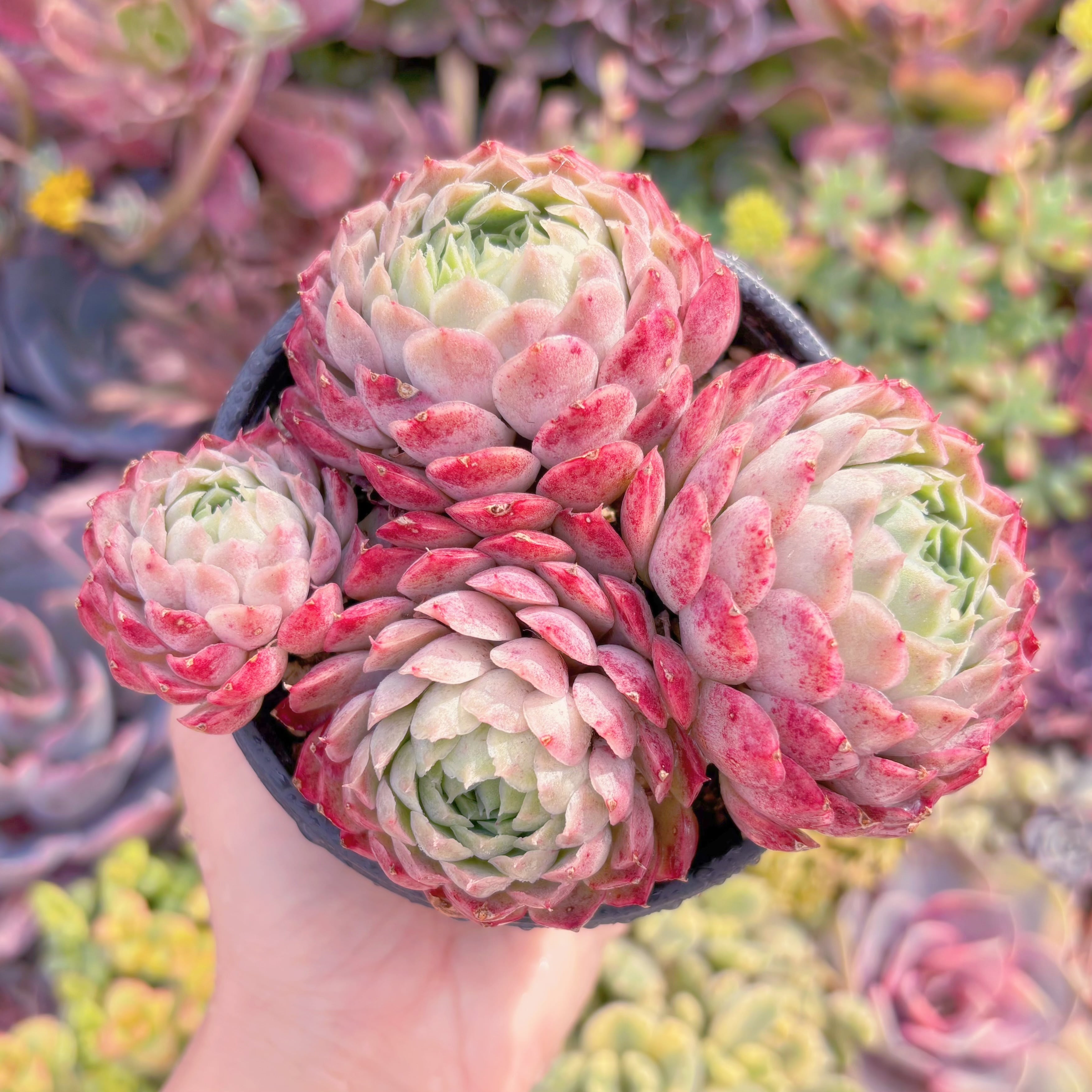 現品　朱砂痣#M169　大群生　新入荷　るる農園