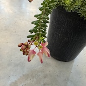 グレビレア ラニゲラ【207】