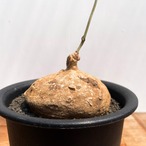 Raphionacme globosa【ラフィオナクメ・グロボーサ】