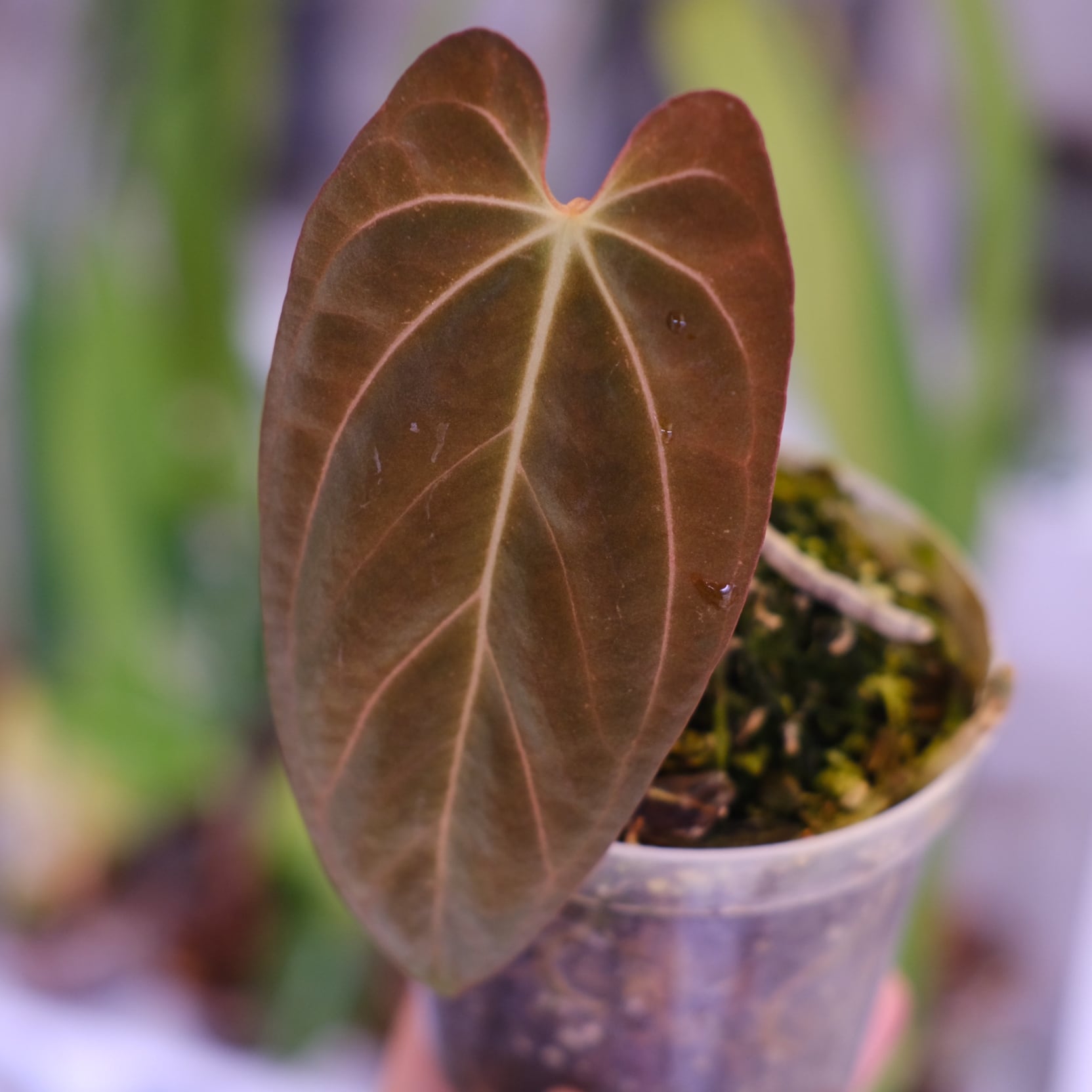 Papillilaminum(Fort Sherman) × Anthurium King of spades(KOS