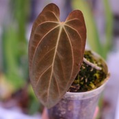 Papillilaminum(Fort Sherman) × Anthurium King of spades(KOS)│パピリラミナム × アンスリウム・キング オブ スペード│観葉植物