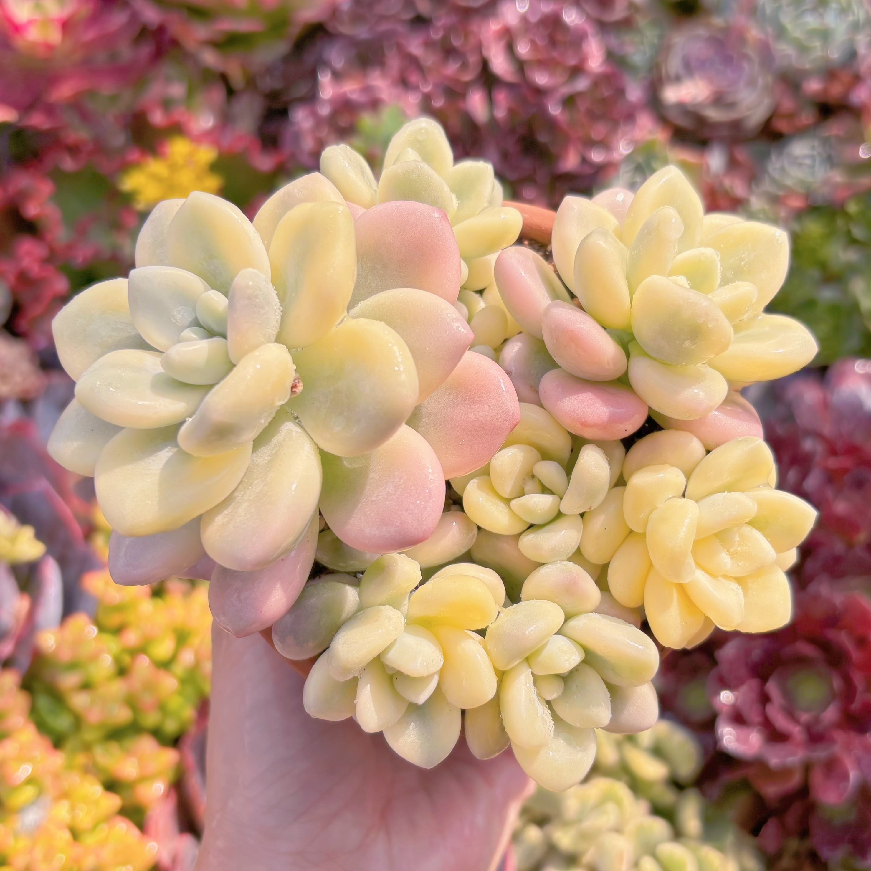 現品　マカロン錦#678　美苗　るる農園