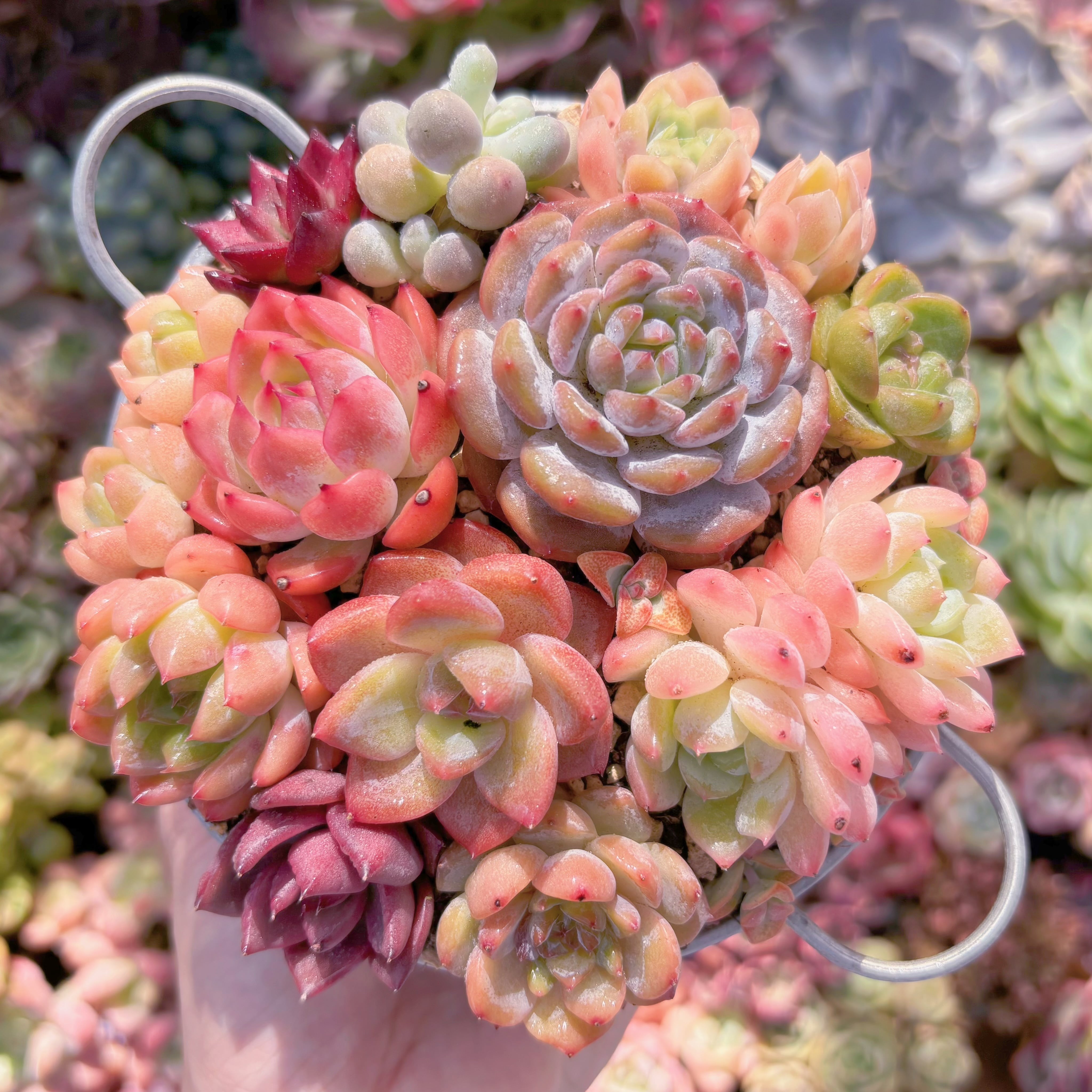 現品　寄せ植えセット#C29　るる農園