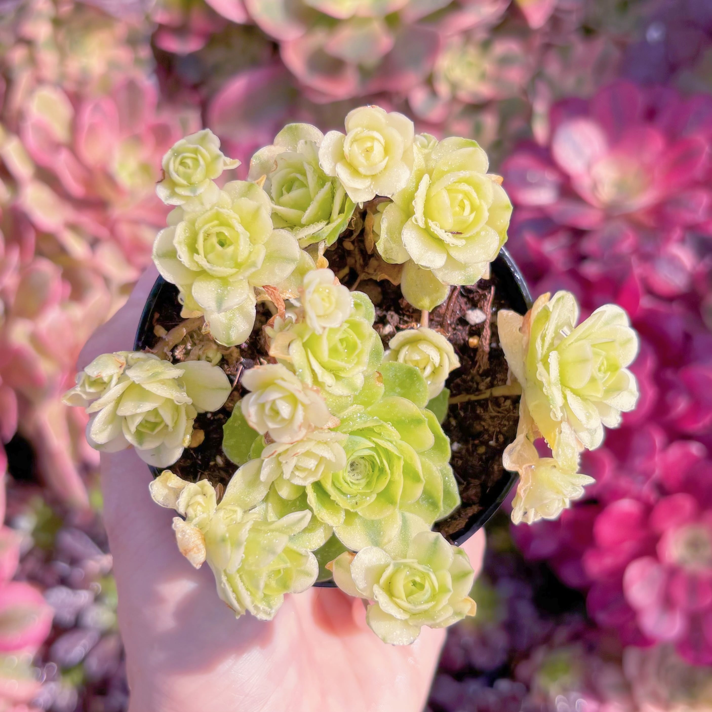 現品　キャッツアイ錦#M062　群生　新入荷　るる農園