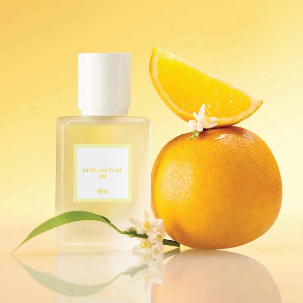 銀杉（ｷﾞﾝｽｷﾞ） | 香跡万里KOUSEKIBANRI