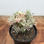 Euphorbia ‘Sotetsukirin’ variegata【ユーフォルビア・蘇鉄麒麟錦】
