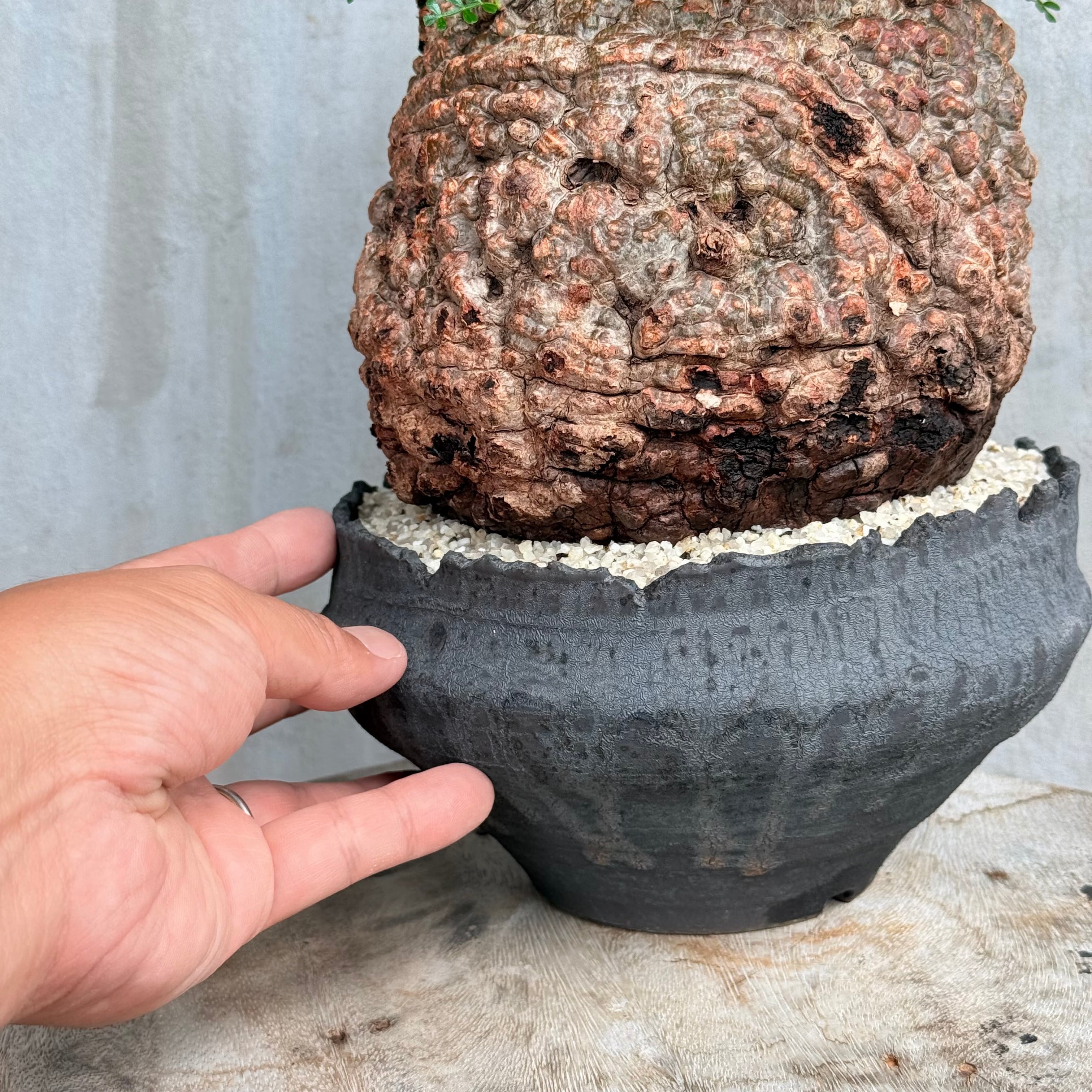 植物×鉢】オペルクリカリア パキプス 発根済み現地株 ×陶器鉢 | A-PLANTS