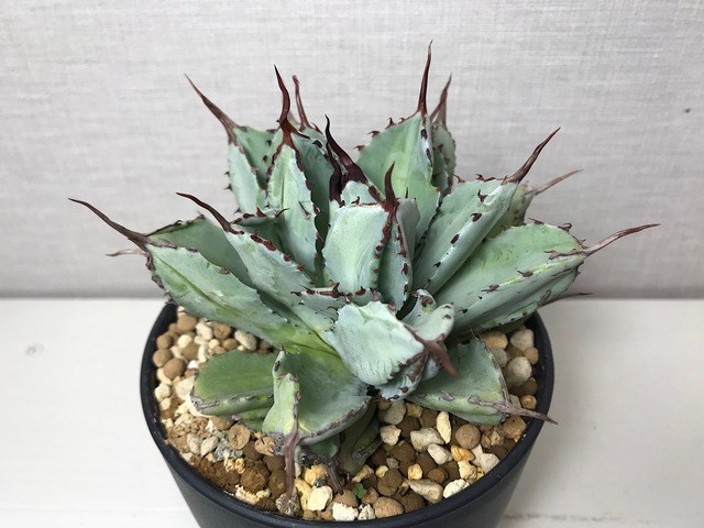 アガベ ポタトラム 'キュービック'