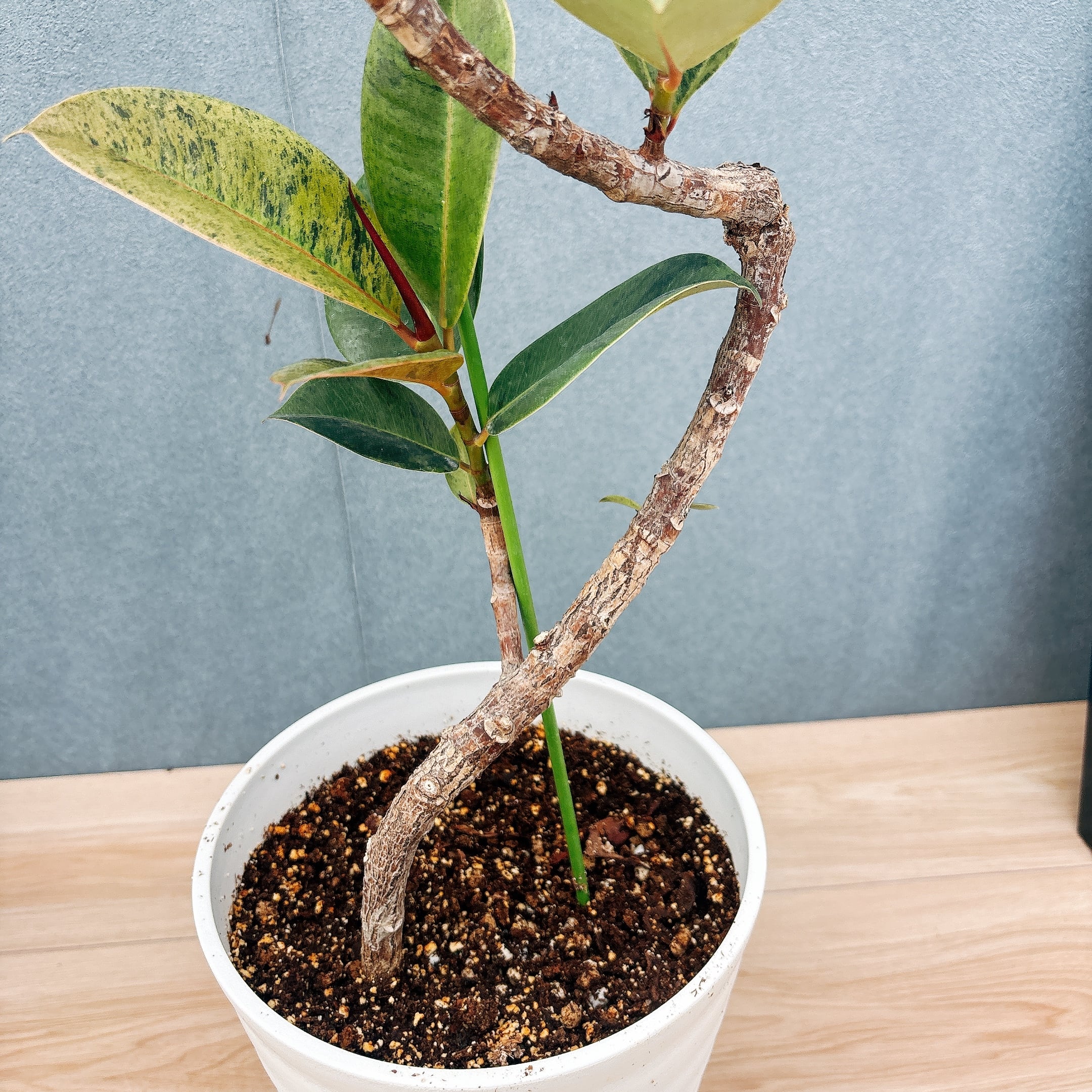 現品］【希少】1番 フィカス ジン 曲がり 7号 観葉植物 ゴムの木 室内