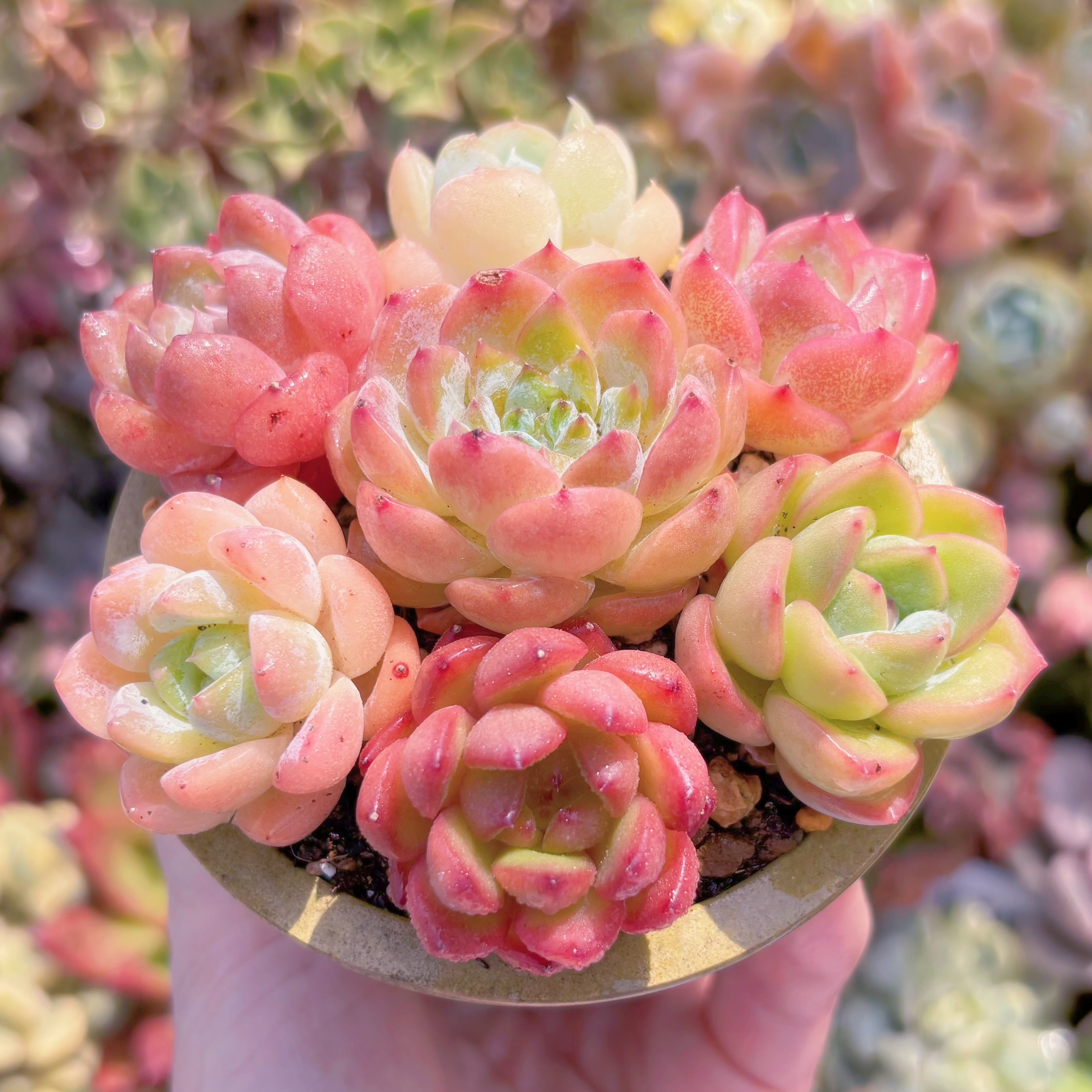 ☆ 初心者向け7苗セット☆ | るる農園~多肉植物専門