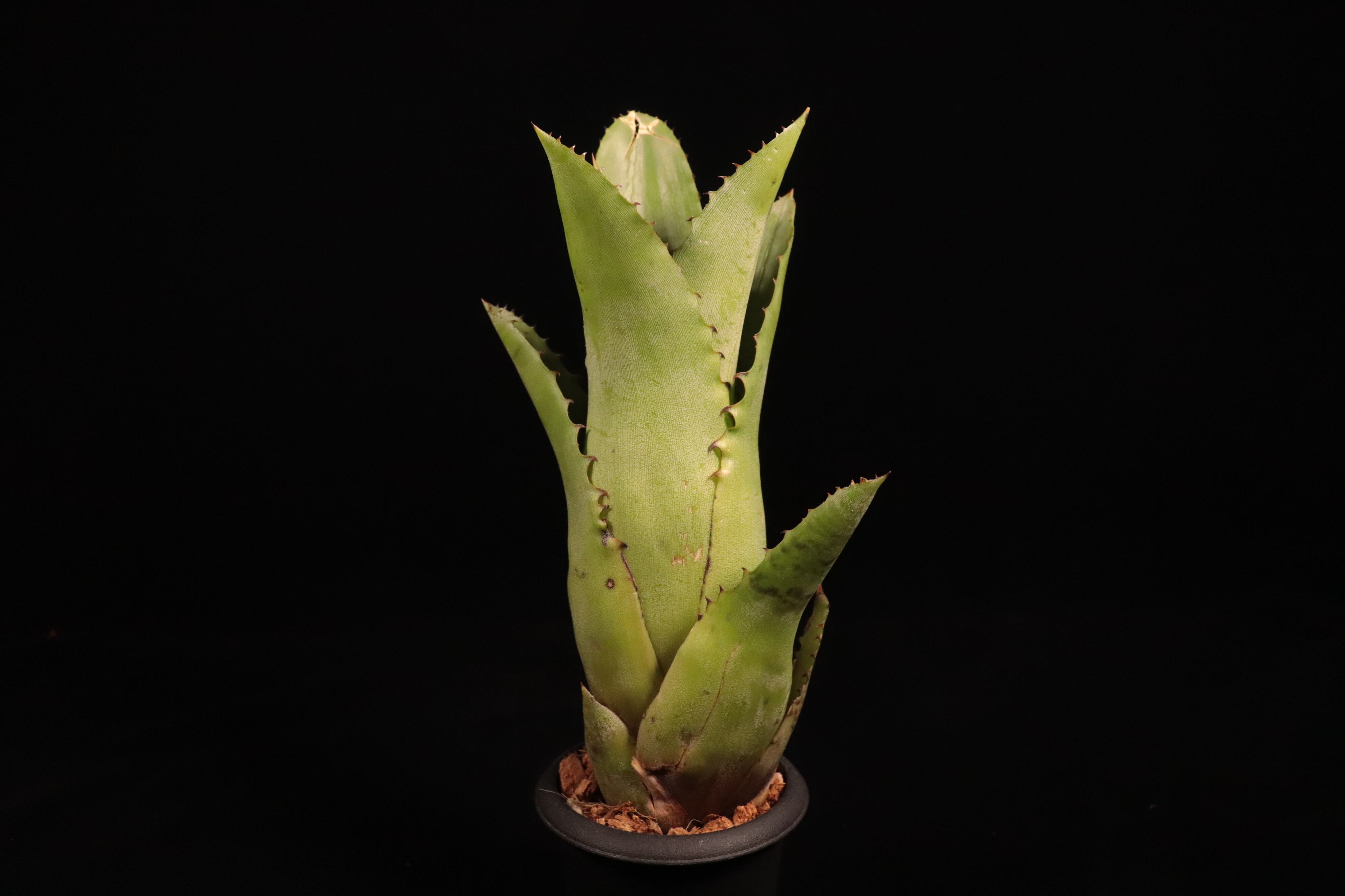 Hohenbergia catingae〔ホヘンベルギア〕H236 | plane plants