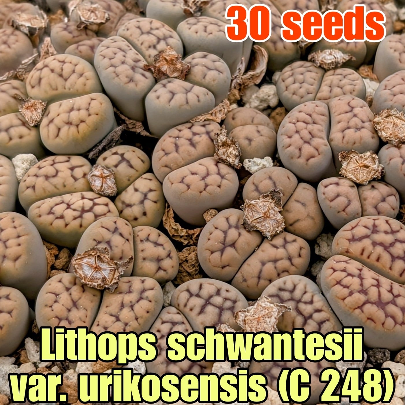 リトープス　種子リスト(注文可能) ① 種子] リトープス ミックス Lithops Mix Seeds｜多肉植物 初心者向け