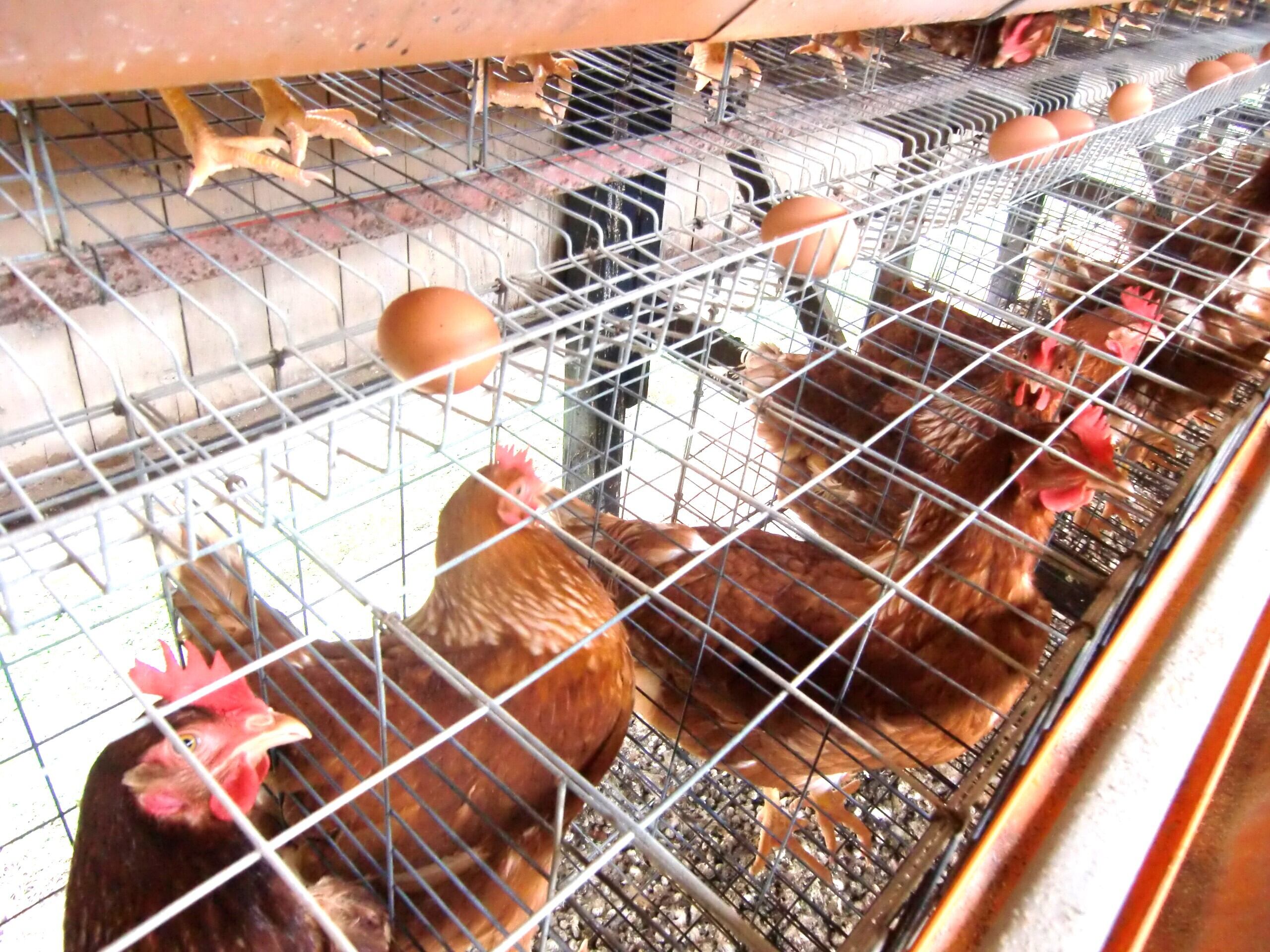 ギフトにおすすめ】広島へそ丼セット | 高光養鶏場（生でおいしい生