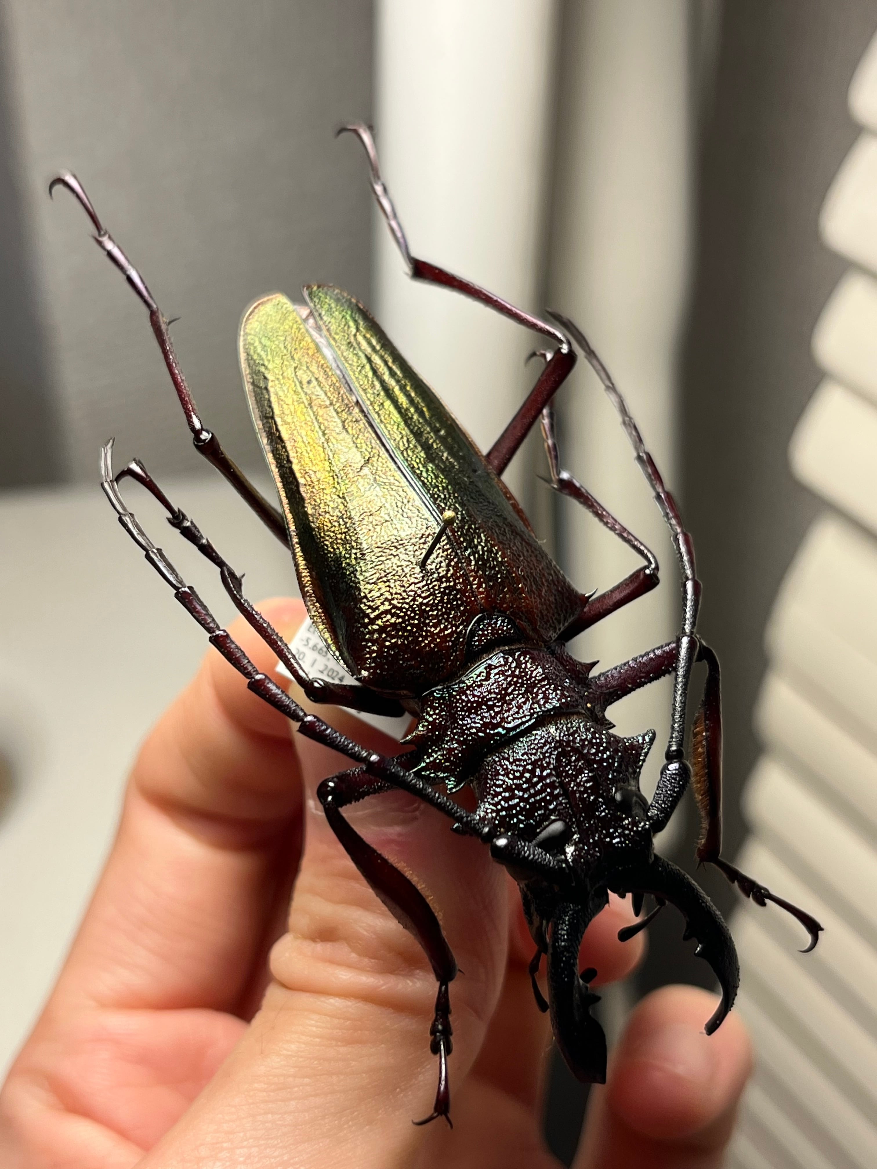 70mm】ルリオニカミキリ ムラサキオニノコギリカミキリ