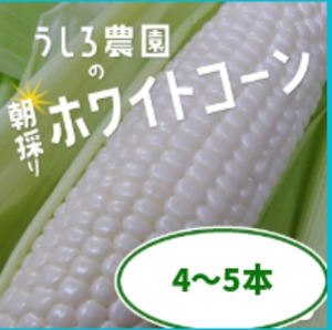予約【まるで梨のような甘さ】淡路島産 白いとうもろこし（ホワイトコーン）4-5本 産地直送