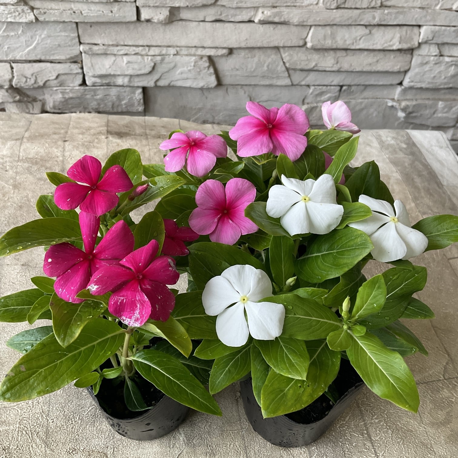 花梅 八重咲き ピンク（陶器鉢植え） 9寸鉢 送料無料 | 橋本種苗園