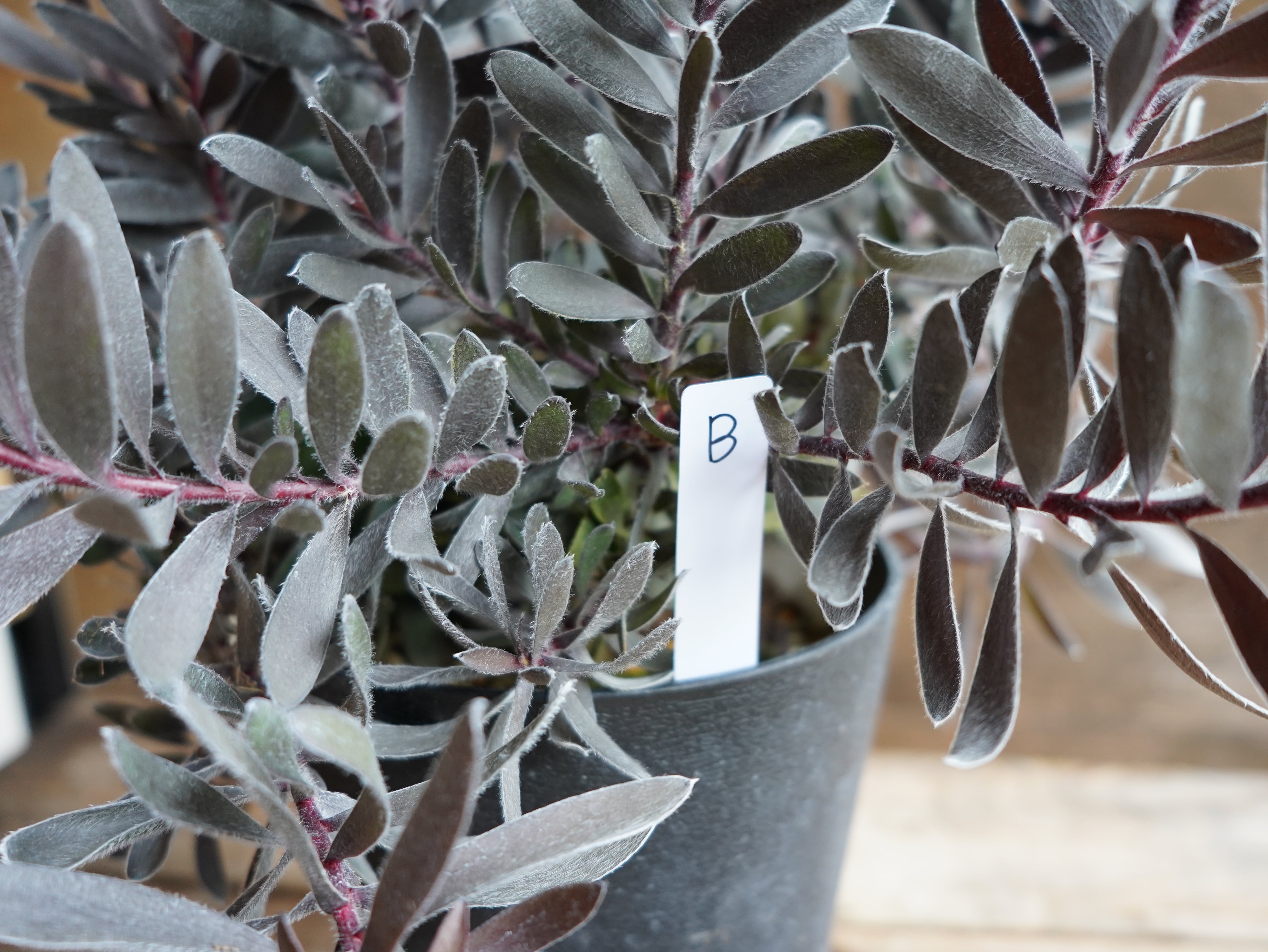 【現物】リューカデンドロン ”デュリフ” B