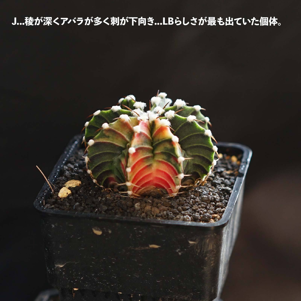 選べるカット苗 LB2178交配錦 Gymnocalycium 'LB2178 Hybrid Variegated'