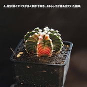 選べるカット苗 LB2178交配錦 Gymnocalycium 'LB2178 Hybrid Variegated'