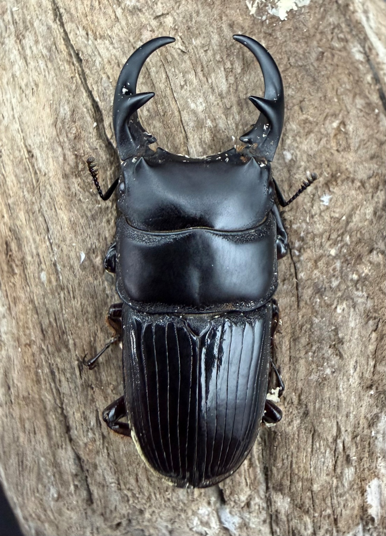 【WD】《パラレルスネブトクワガタ 46mm ペア》