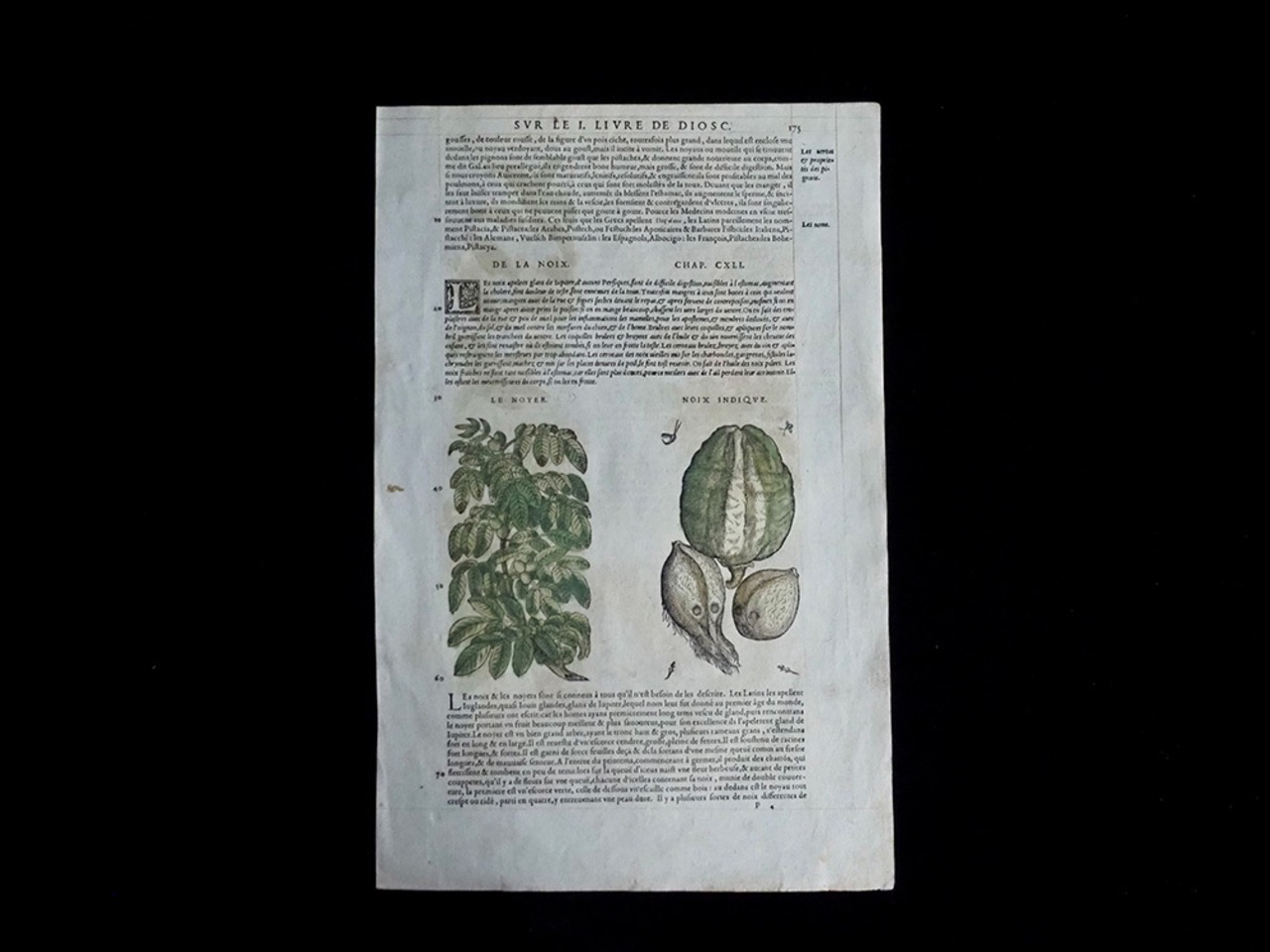 De Materia Medica 薬草の木版画 Ⅰ