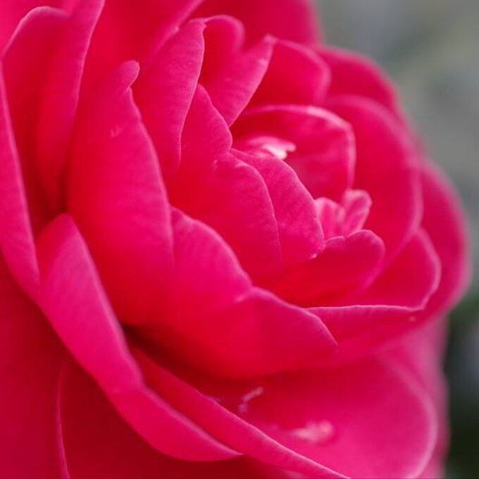 【一点物】SV925✦⋆.·薔薇輝石⋆.·ロードナイトの王冠ペンダント⋆.·✦no.109