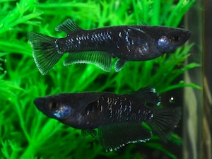 曜変天目キッシングワイドフィン【現物販売】オス1匹 メス1匹 メダカめだか