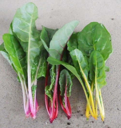 フダンソウ「ビエトラ・ビアンコ」（5000粒） 画像