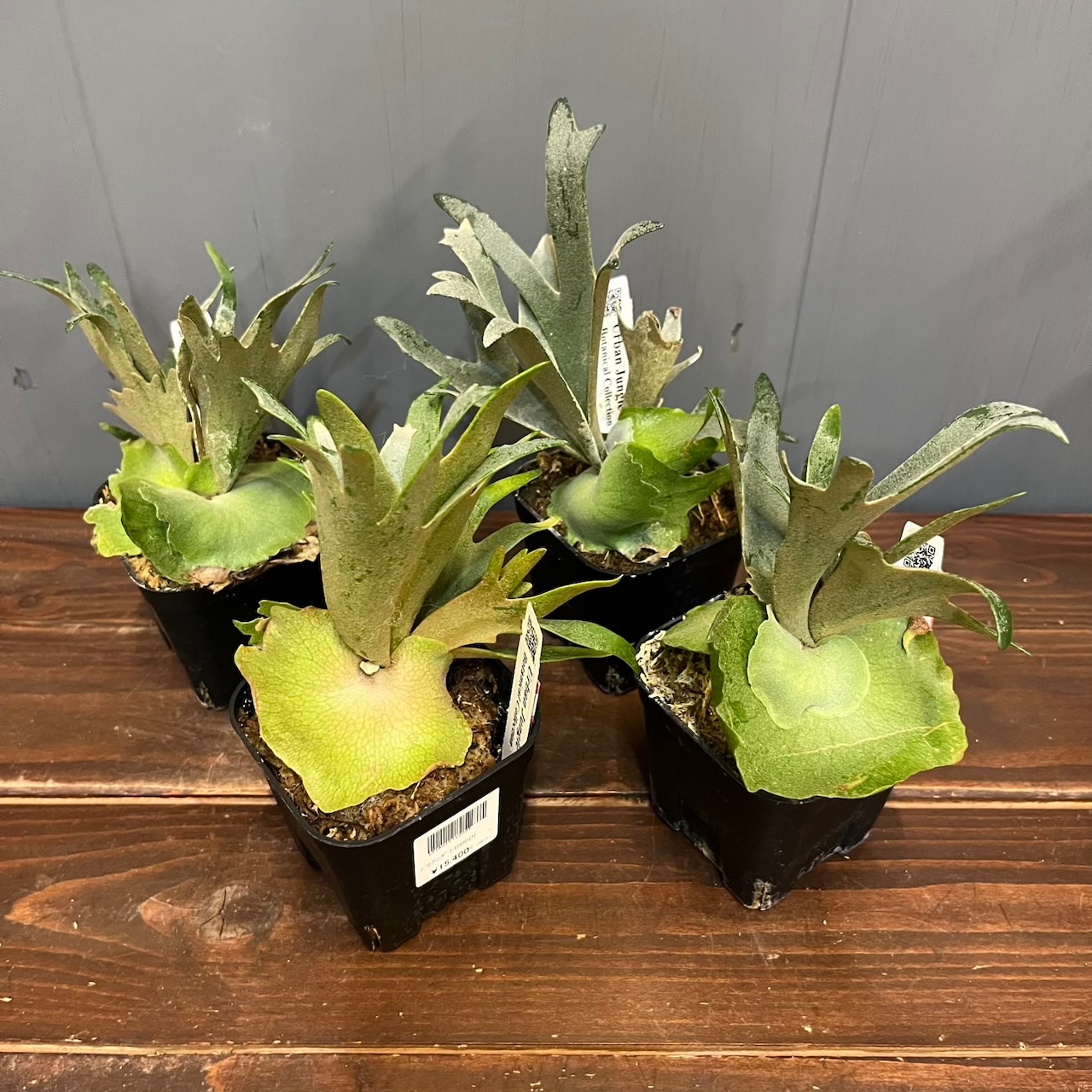 【秋の植え替えフェア対象】【セット】ビカクシダ　ウィリンキー　ナノ