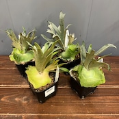 【秋の植え替えフェア対象】【セット】ビカクシダ　ウィリンキー　ナノ