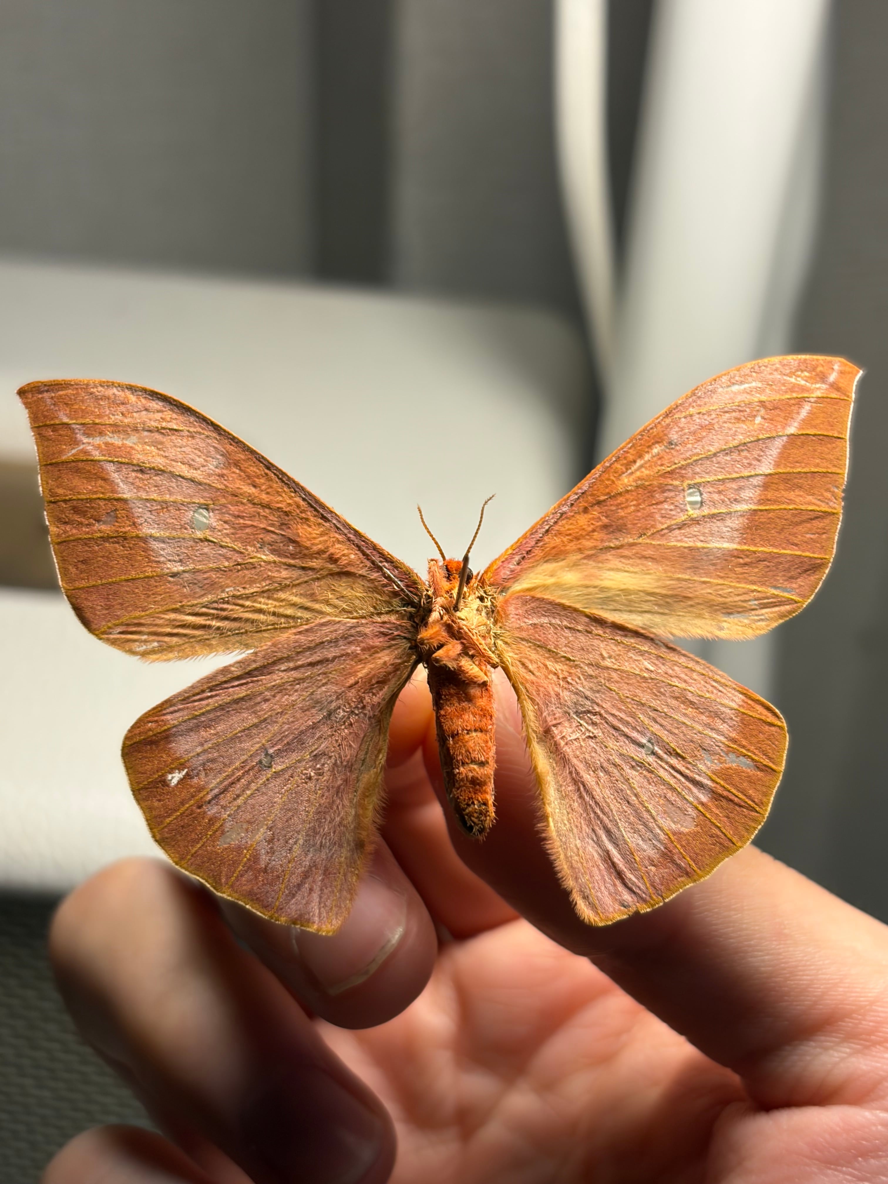 赭色美しいヤママユガ 標本 Cricula jordani | オモニキチュウ