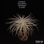 【送料無料】tectorum L〔エアプランツ〕現品発送T3967