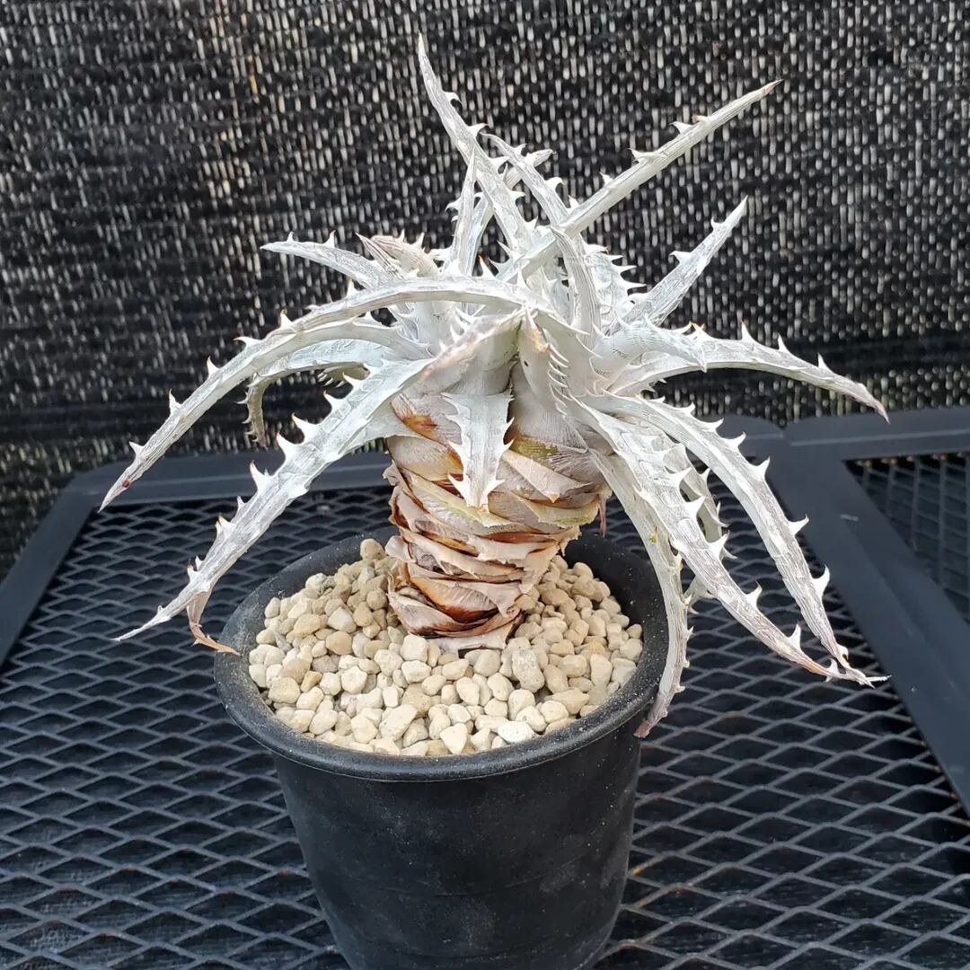 F00485_Dyckia goehringii (Original Clone)分頭株：ディッキア