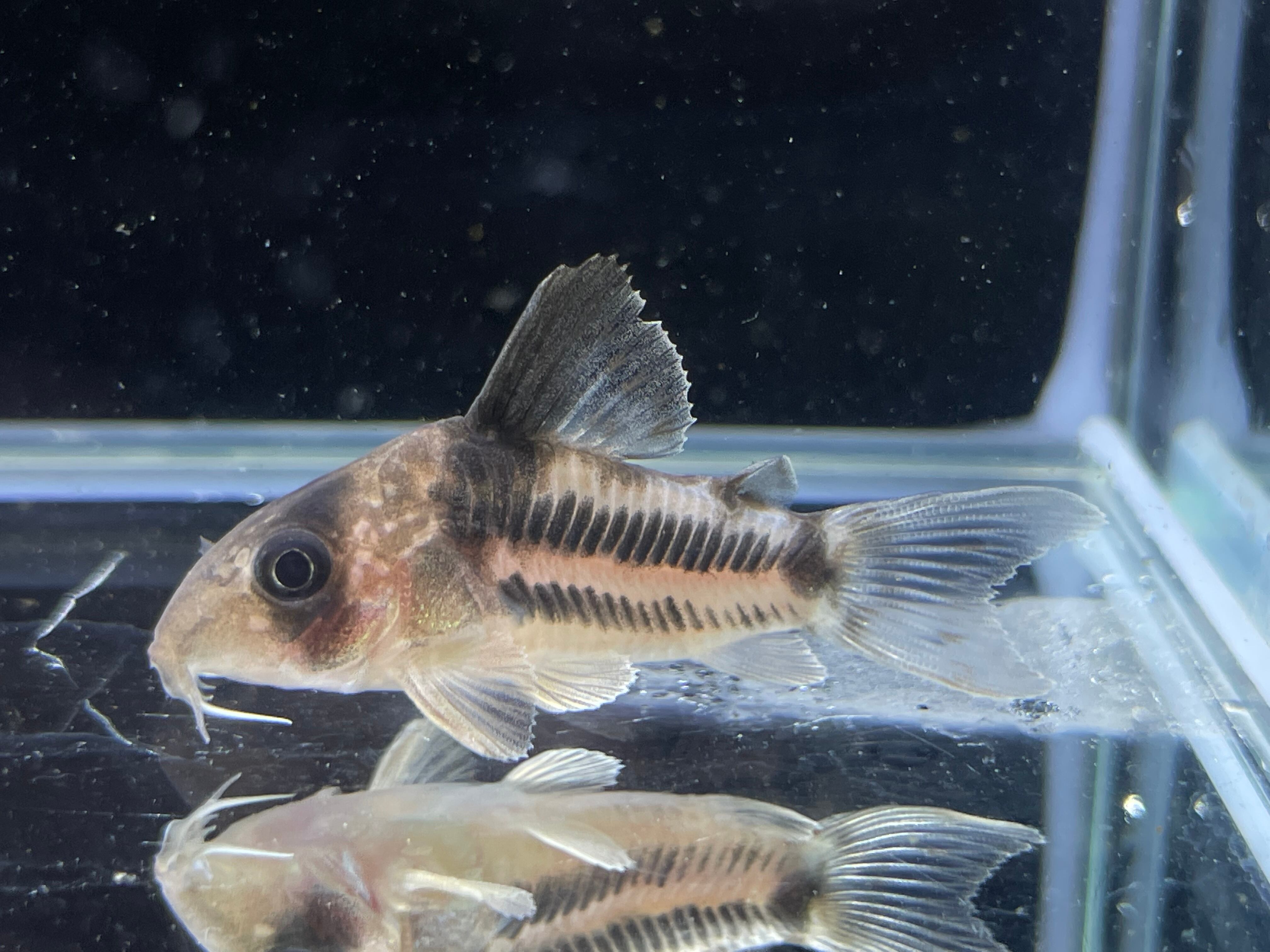 コリドラス スーパーアンチェスター F1ブリード個体 1匹