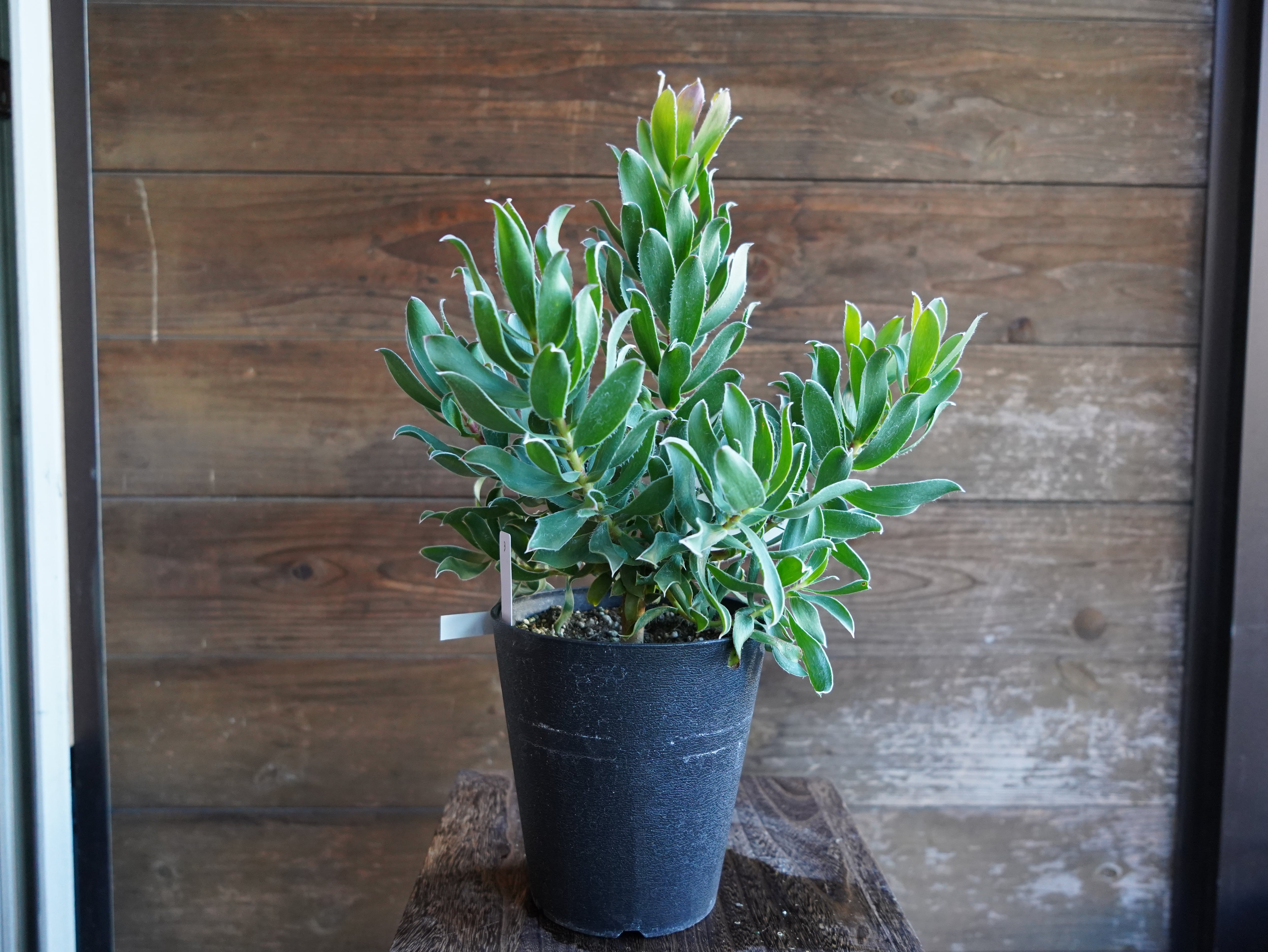 【現物】リューカデンドロン　"Guaqula"　B