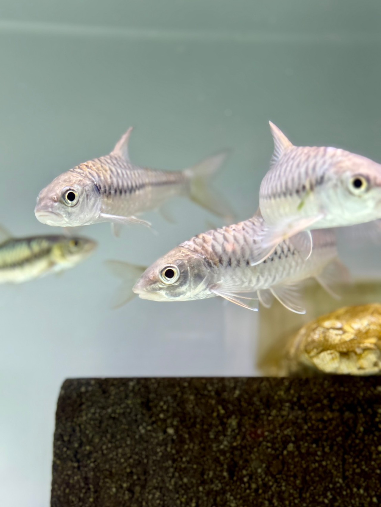 トール・シネンシス - 4