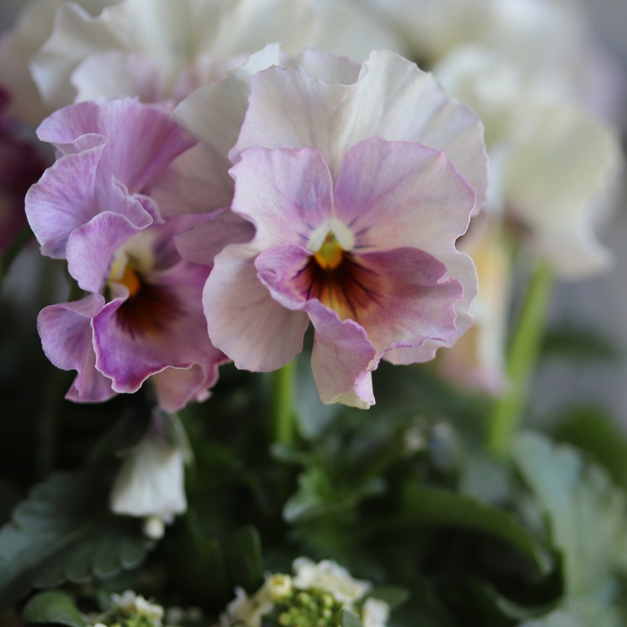 冬から春に楽しむ寄せ植え　ミルク缶でハボタンあかねのお正月におすすめの寄せ植え　ピック付き　お正月にオススメ　届いてすぐ玄関に飾れる 　プレゼントにもオススメ　