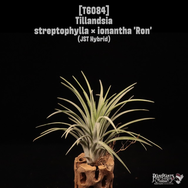 【送料無料】straminea Straight Form〔エアプランツ〕現品発送T2816
