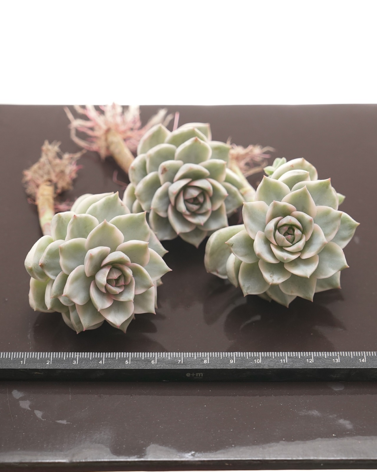 発根済カット苗 白牡丹錦 Graptoveria 'Hakubotan Variegated'