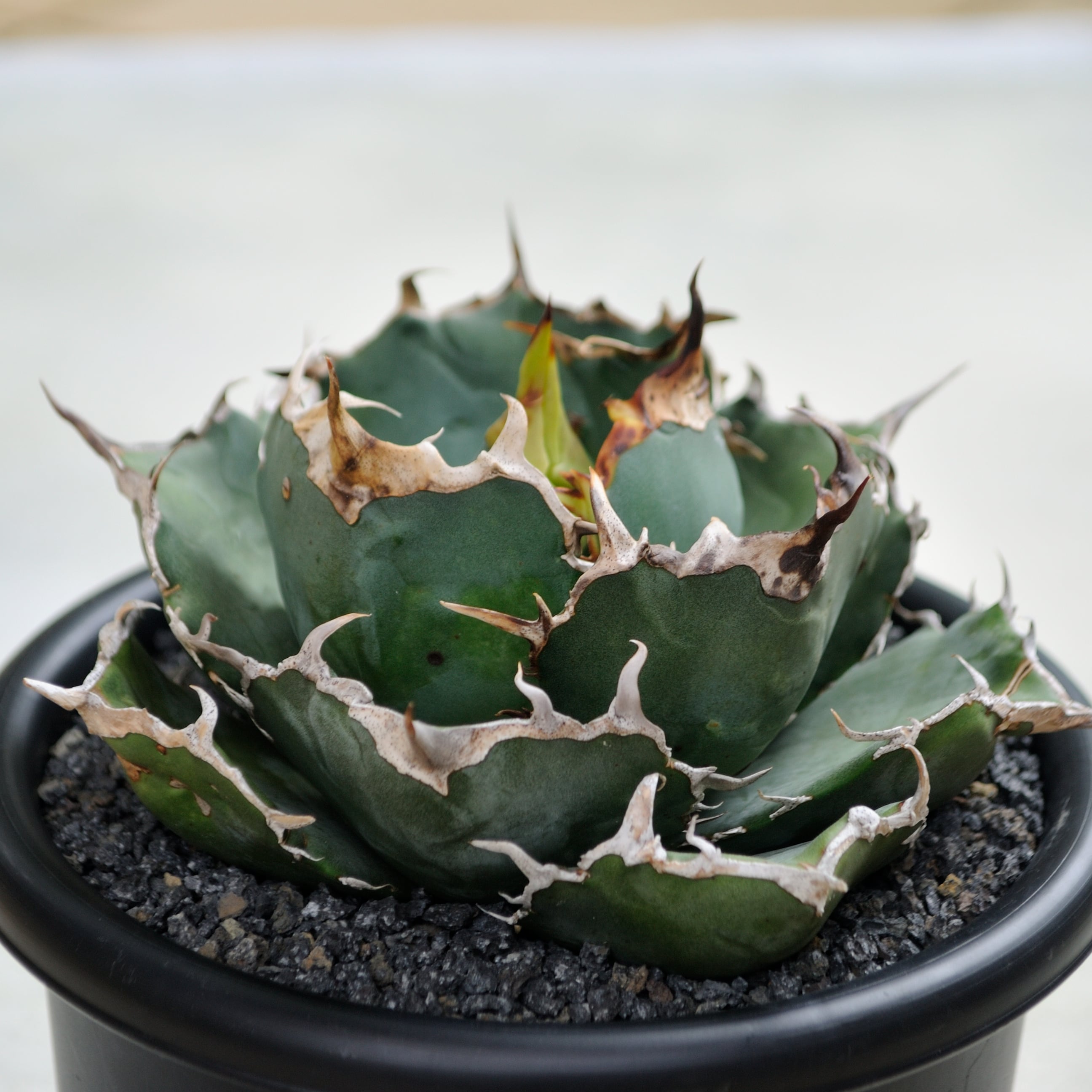 アガベ チタノタ 白鯨 中株 | Agave Rocon