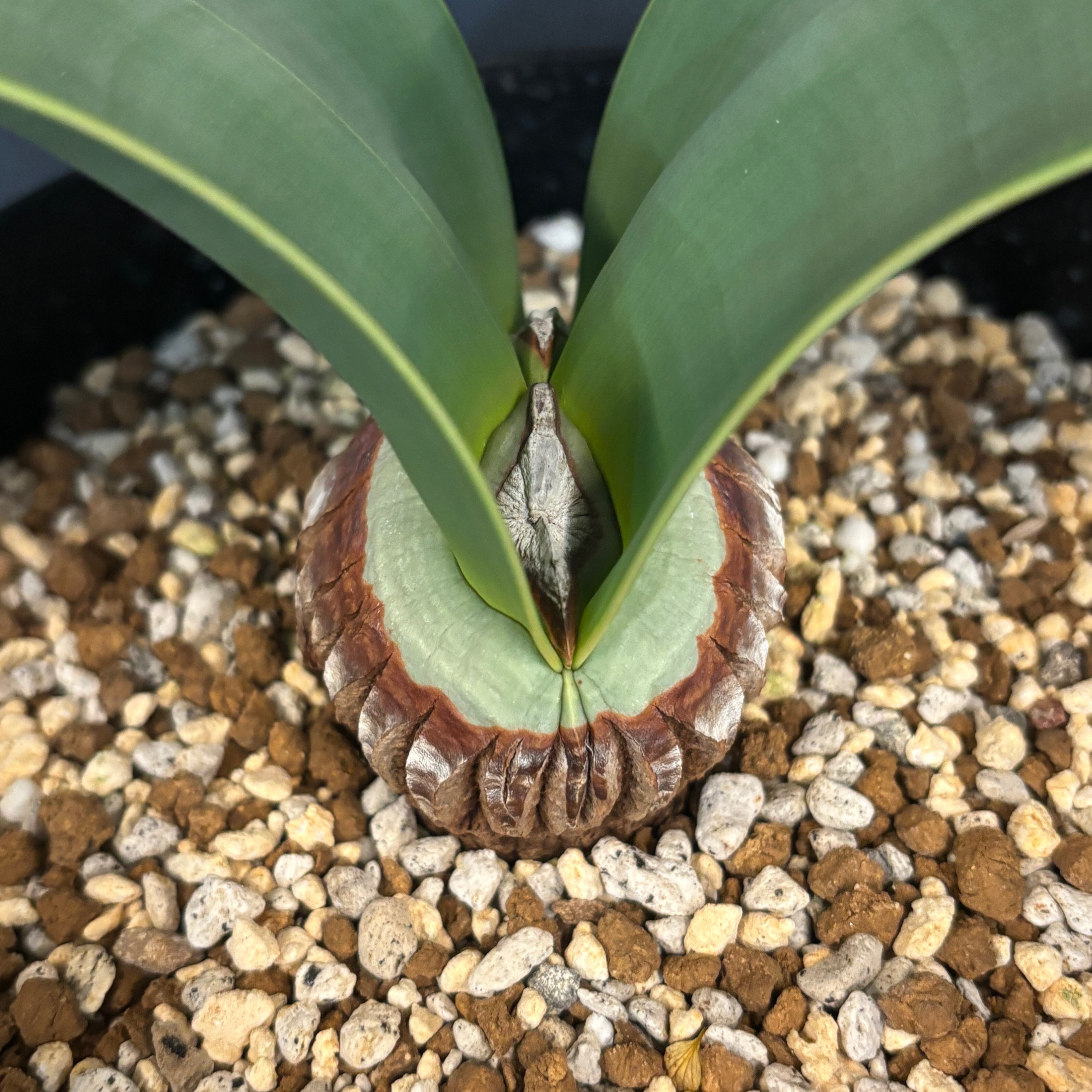 ウェルウィッチア ミラビリス 奇想天外 特大株【934】 | PROTOLEAF