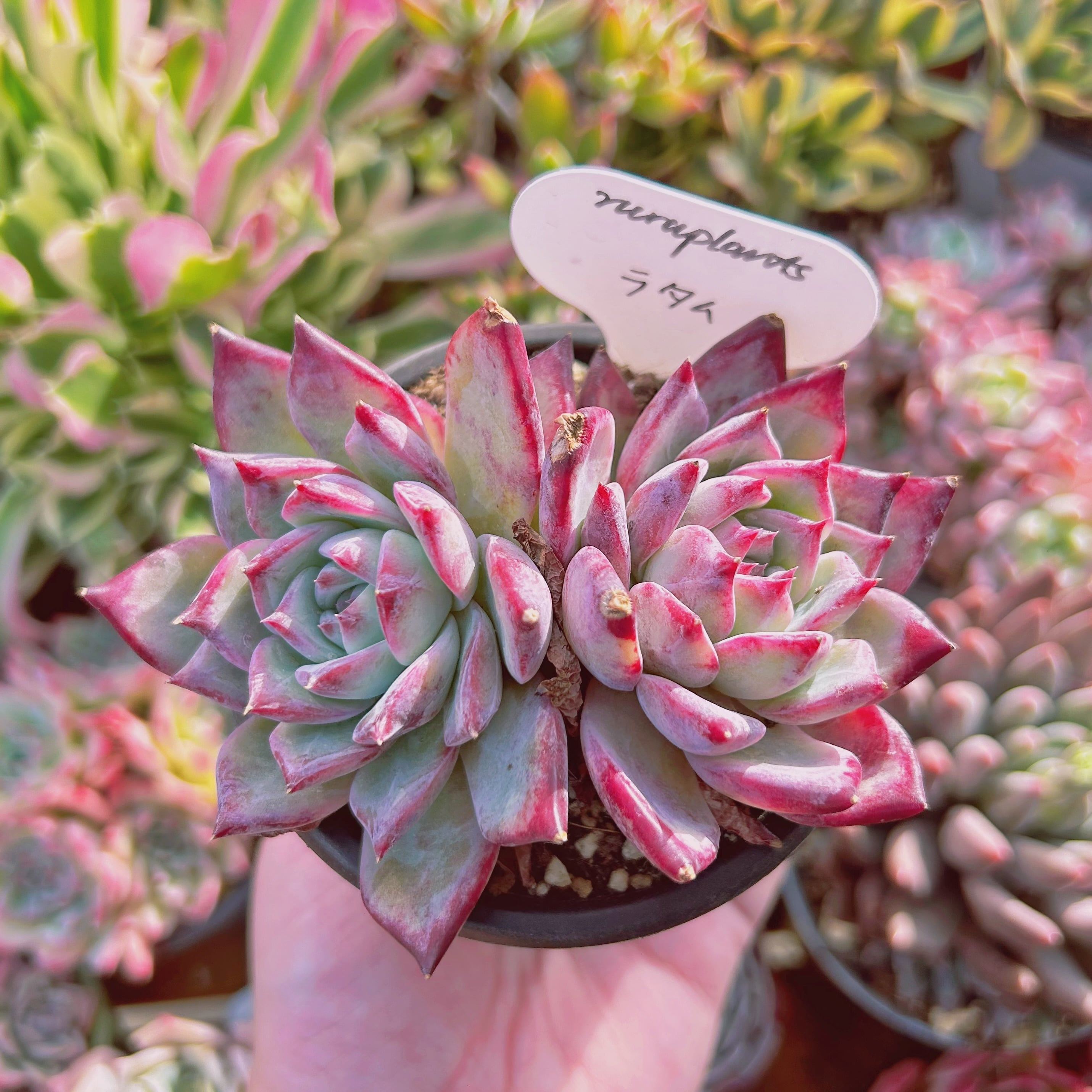 現物　多肉植物　ラタム　大群生